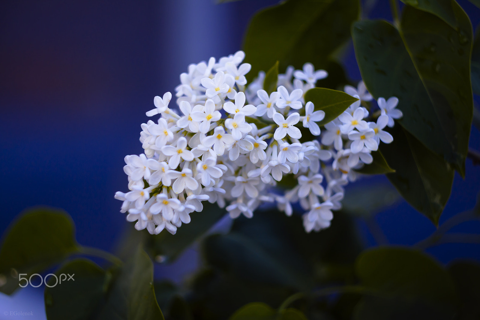 Canon EOS 500D (EOS Rebel T1i / EOS Kiss X3) sample photo. Flowers photography