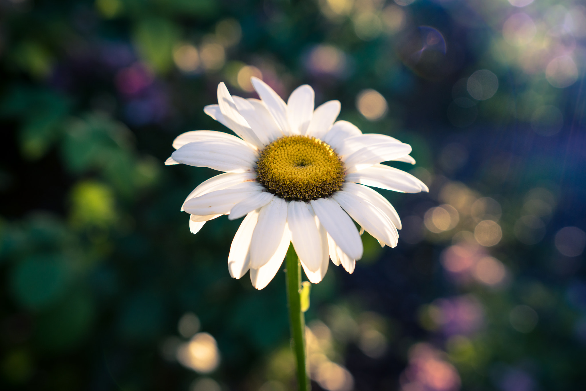 Sony a6300 + 18-35mm F1.8 DC HSM | Art 013 sample photo. Basking in the light photography