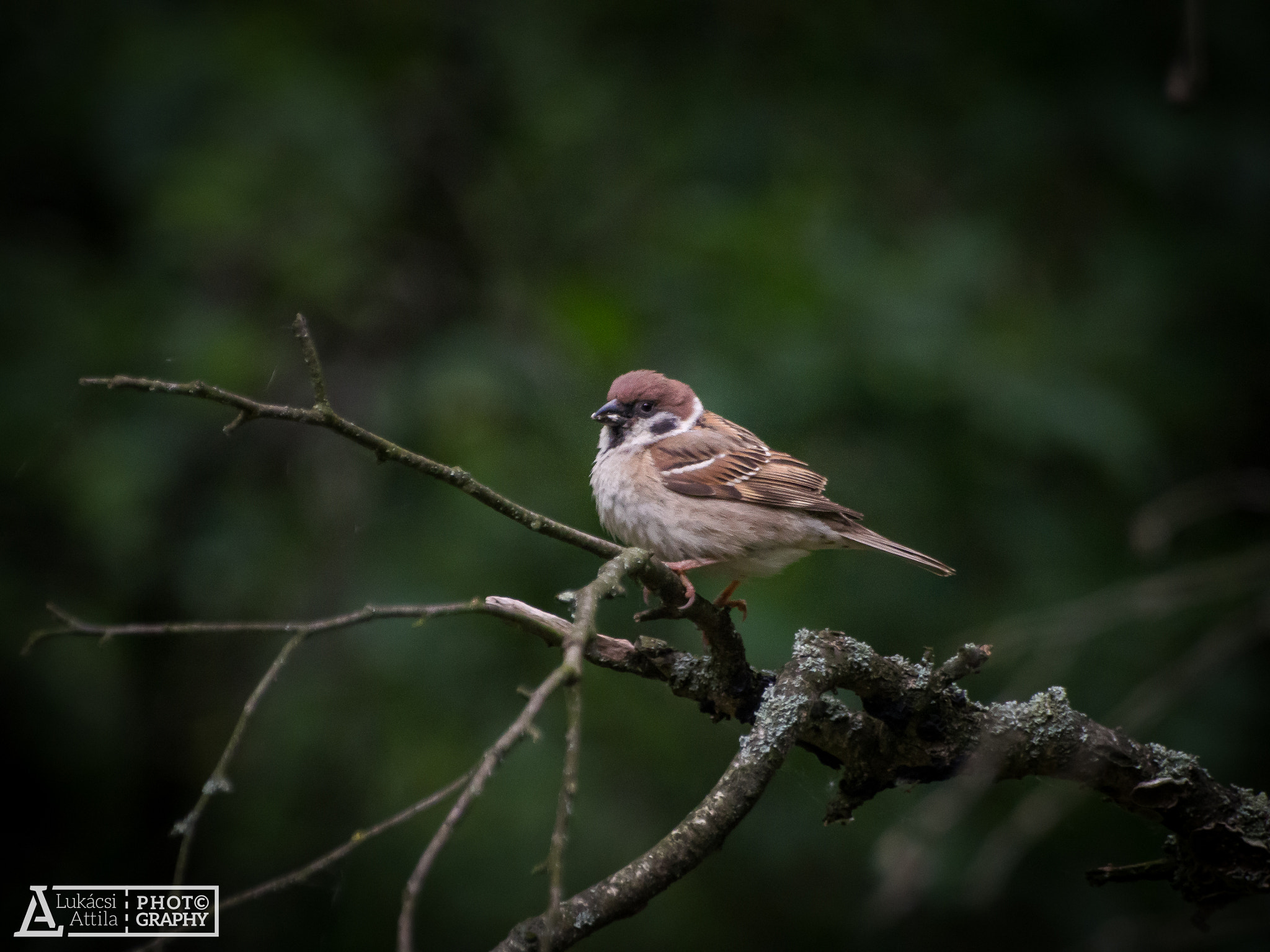 Olympus Zuiko Digital ED 70-300mm F4.0-5.6 sample photo. Just waiting photography