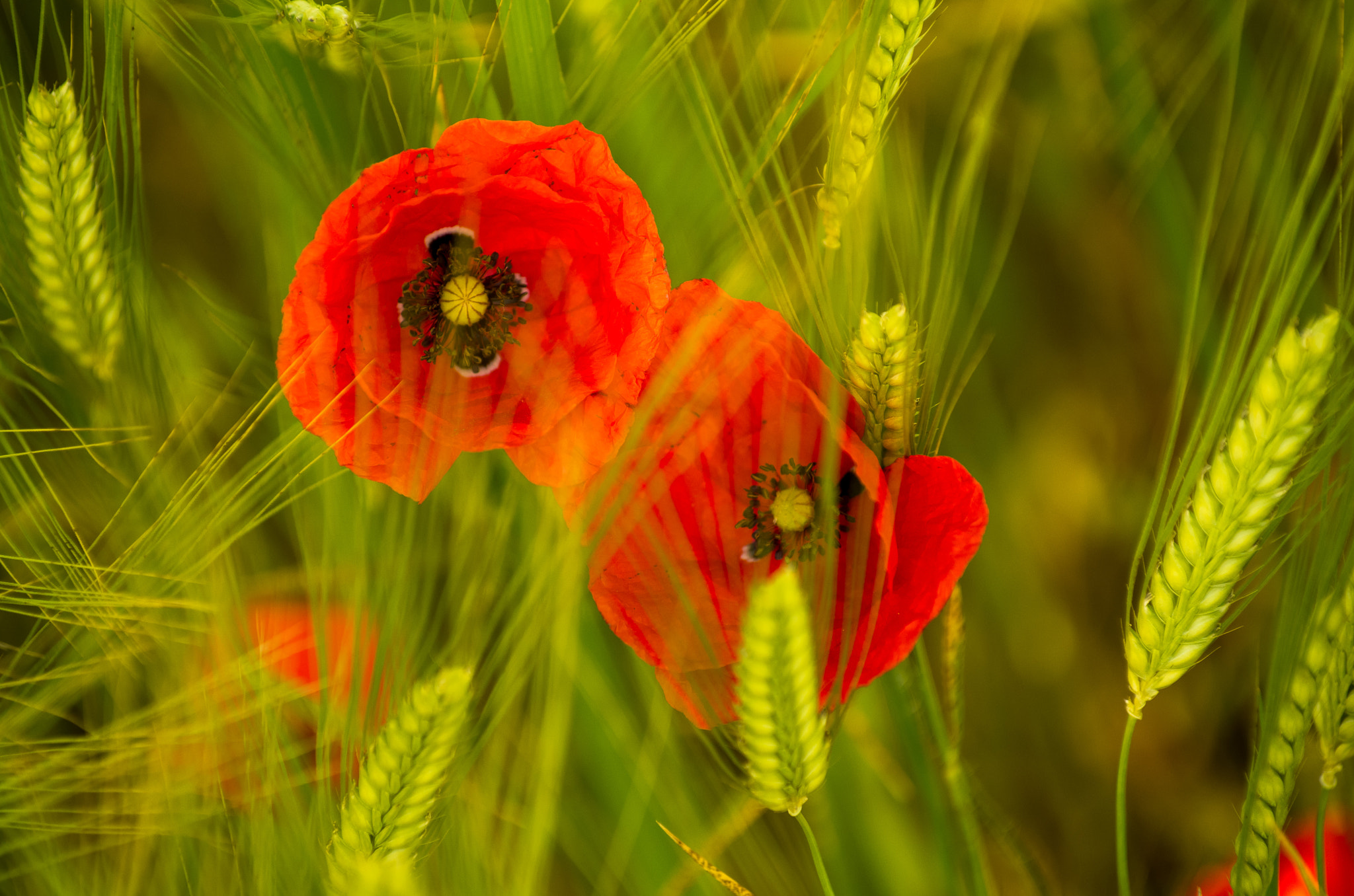 Pentax K-50 sample photo. Red friends photography