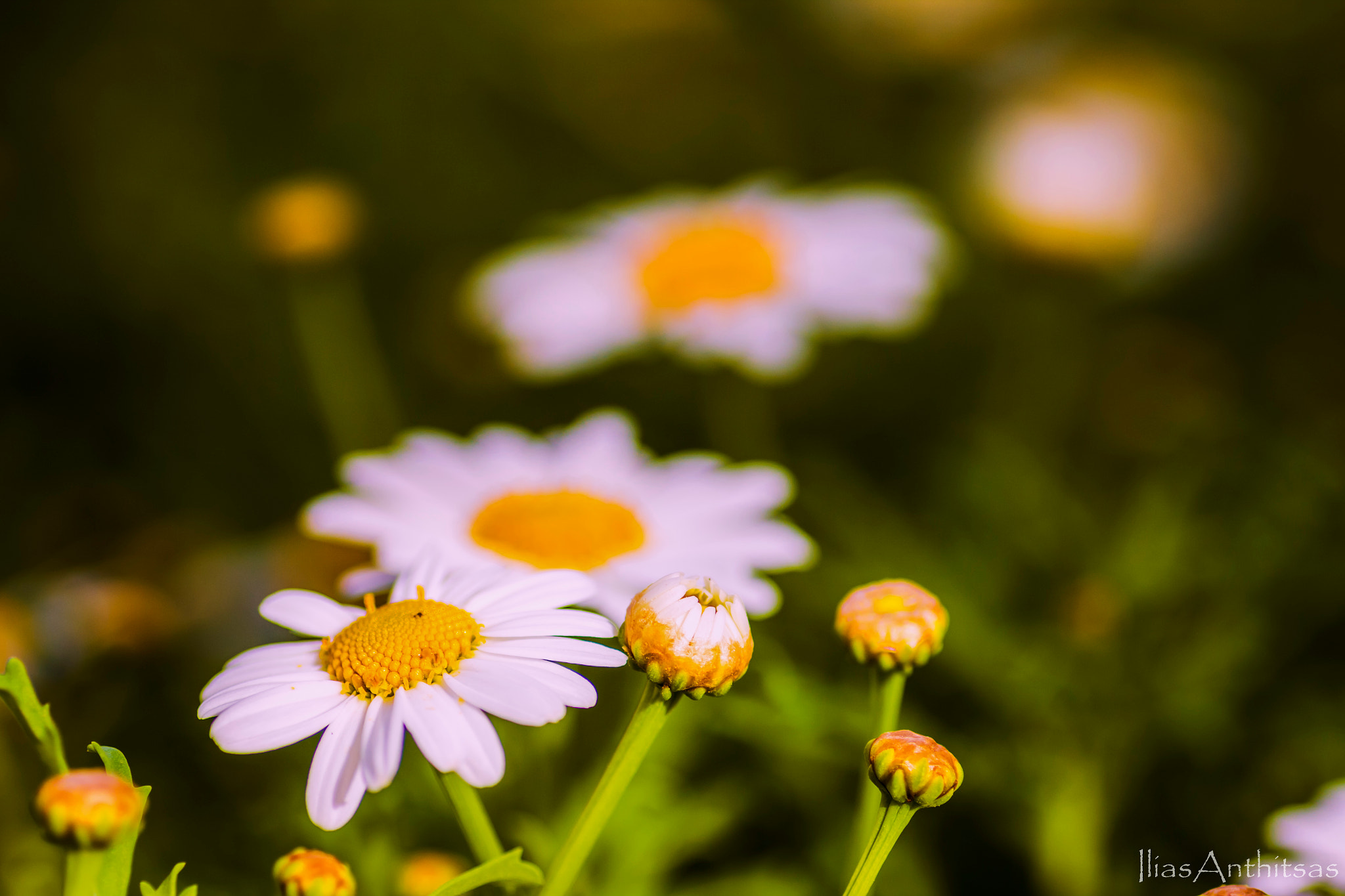Canon EOS 550D (EOS Rebel T2i / EOS Kiss X4) + Tamron SP AF 90mm F2.8 Di Macro sample photo. Daisys under sun photography