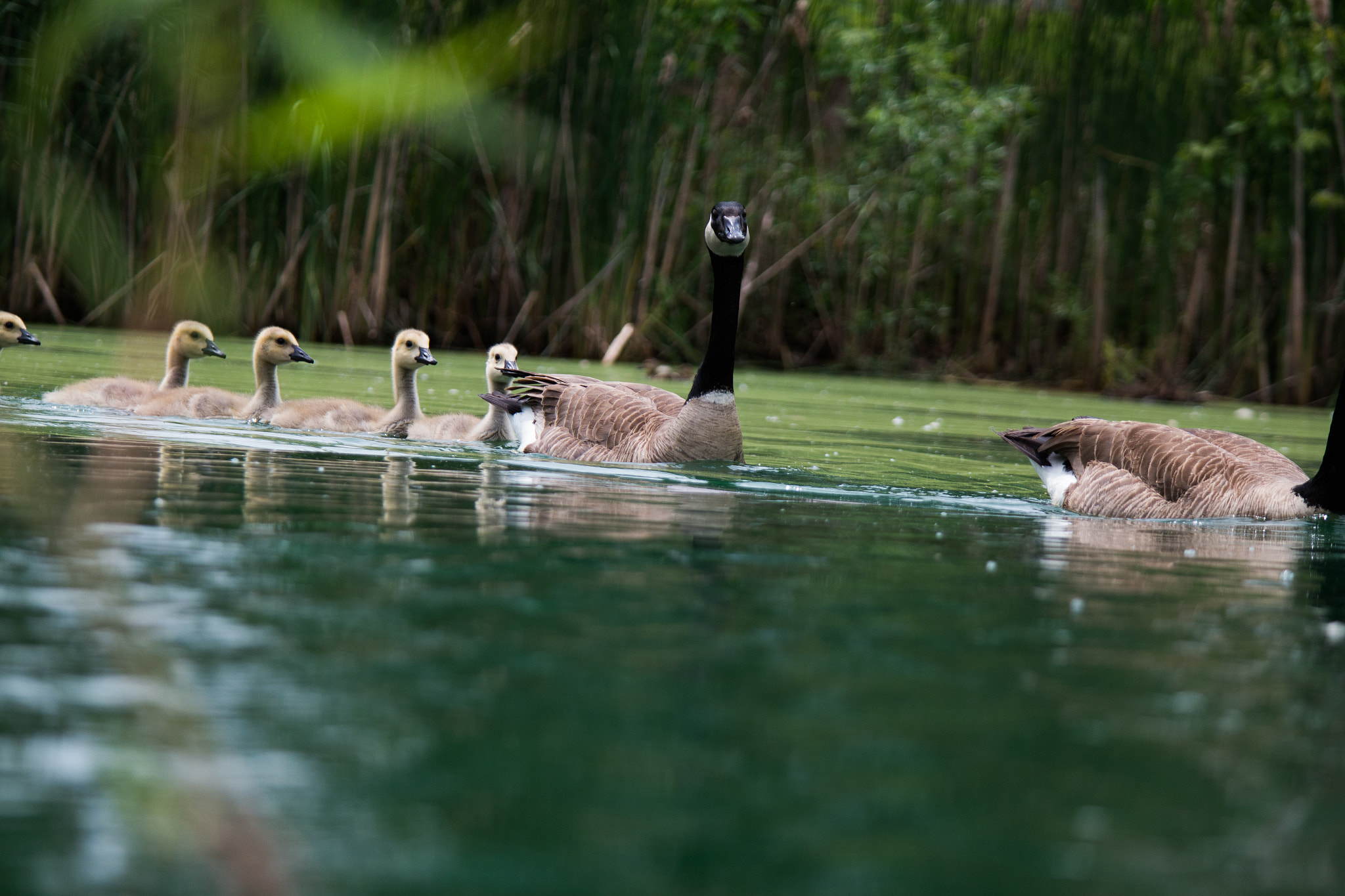 Samsung NX 50-200mm F4-5.6 ED OIS sample photo. Goslings 01 photography