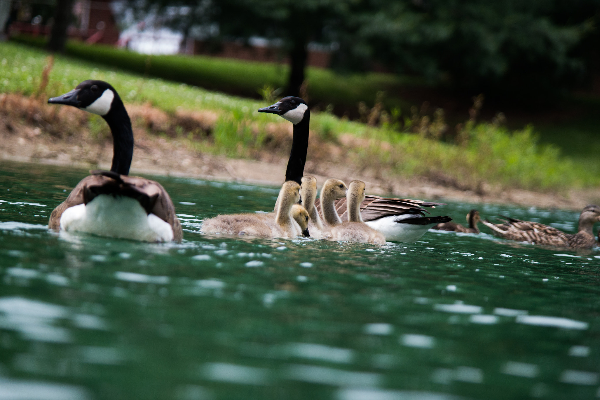 Samsung NX300 + Samsung NX 50-200mm F4-5.6 ED OIS sample photo. Goslings 02 photography