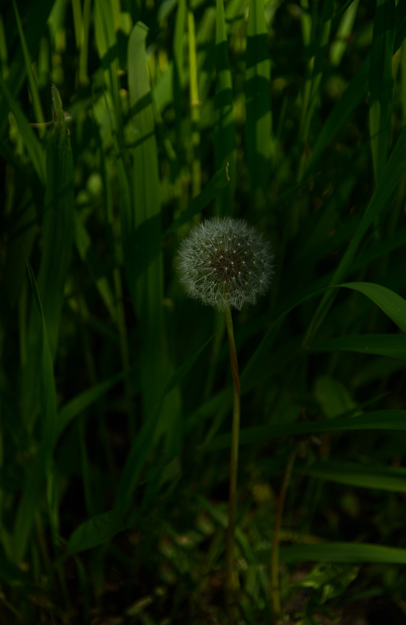 Sigma 105mm F2.8 EX DG Macro sample photo. Weedpx simijois edited photography