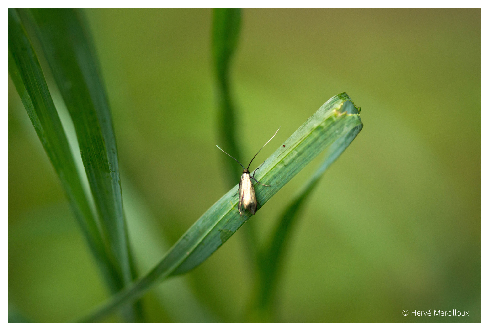 Sony SLT-A77 + 105mm F2.8 sample photo. The king! photography
