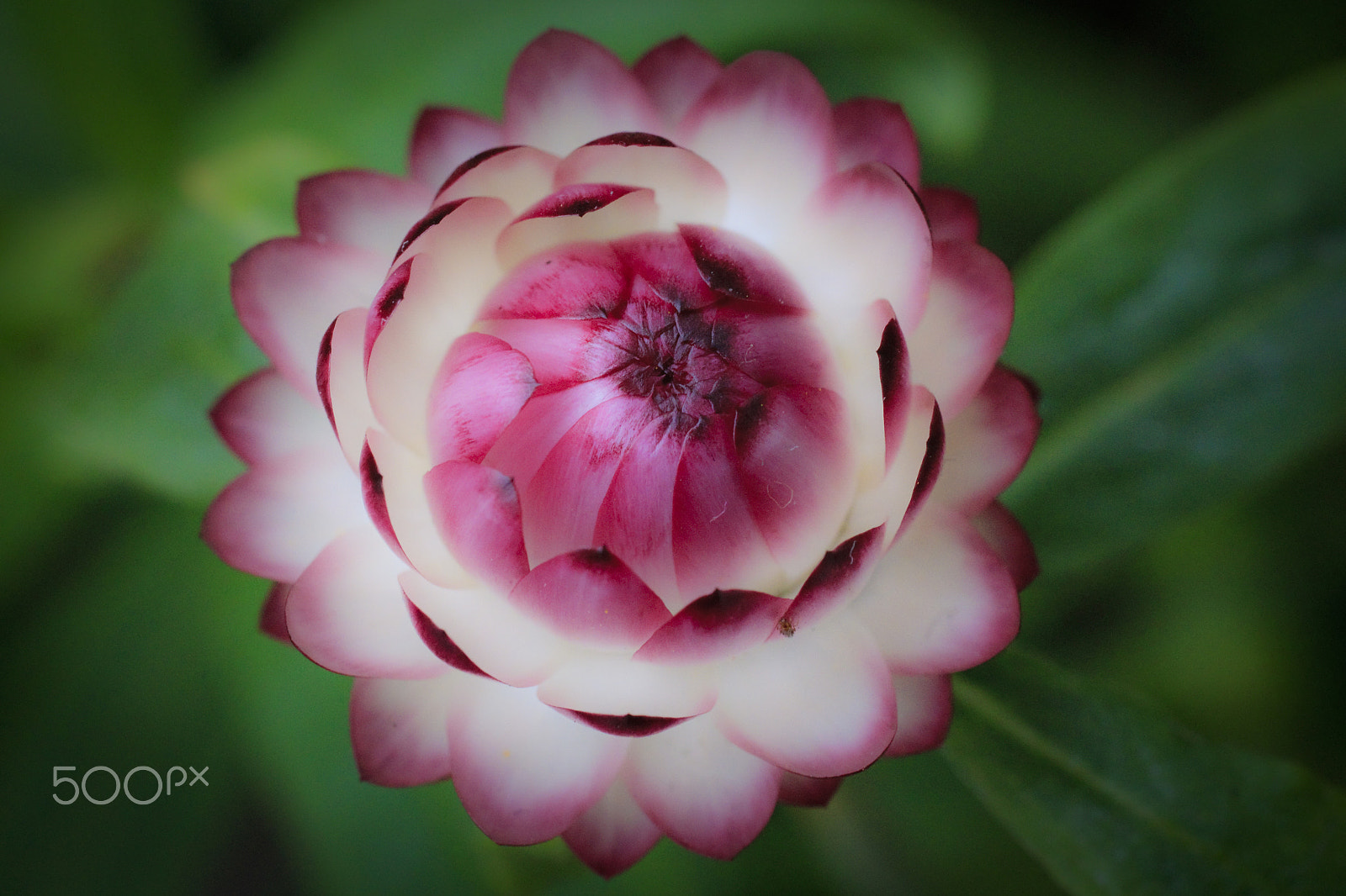 Canon EOS-1D Mark IV sample photo. Opening soon photography