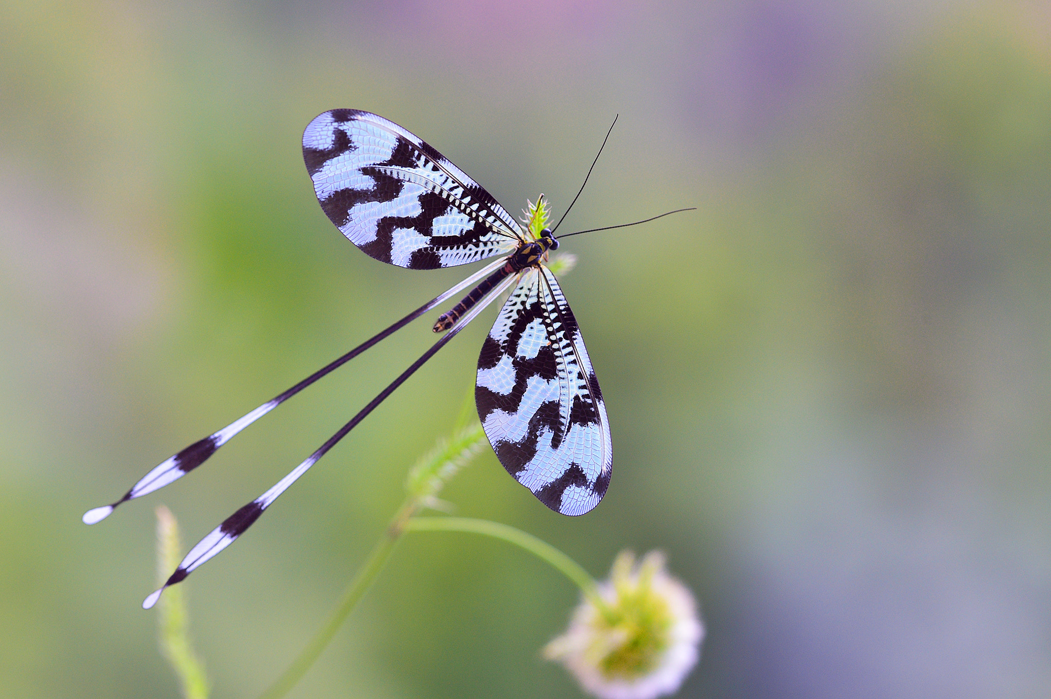 ZEISS Makro-Planar T* 100mm F2 sample photo. Fairy tails photography
