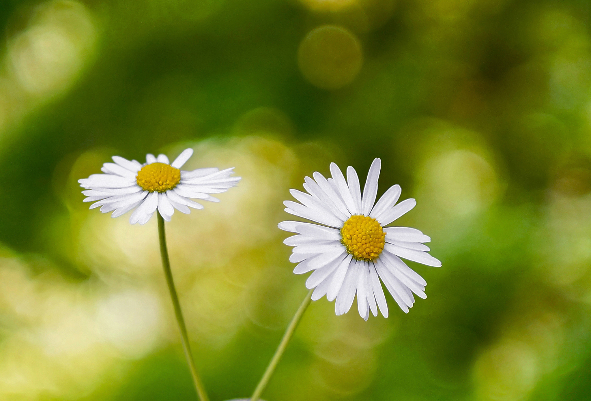 Samsung NX mini + NX-M 17mm F1.8 sample photo. Daisy bokeh photography