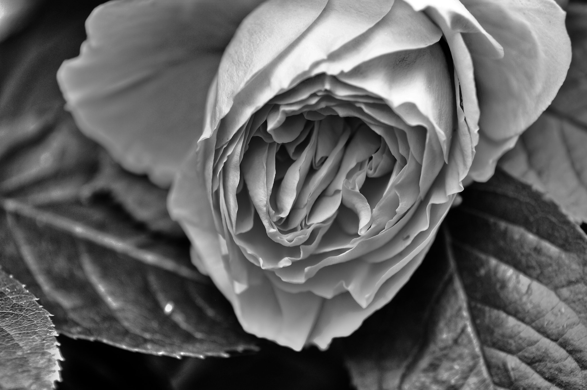 Sony SLT-A57 + Tamron Lens (255) sample photo. Bw photography