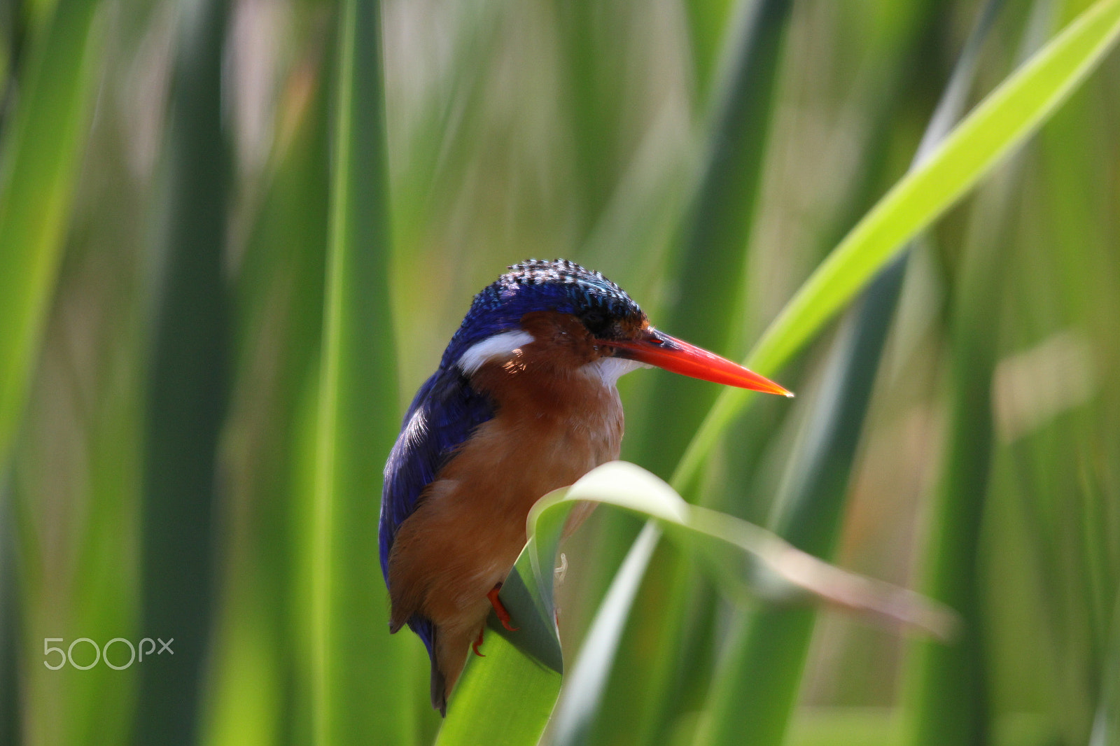 Sigma 150-500mm F5-6.3 DG OS HSM sample photo. Translucent bill of the kingfisher photography