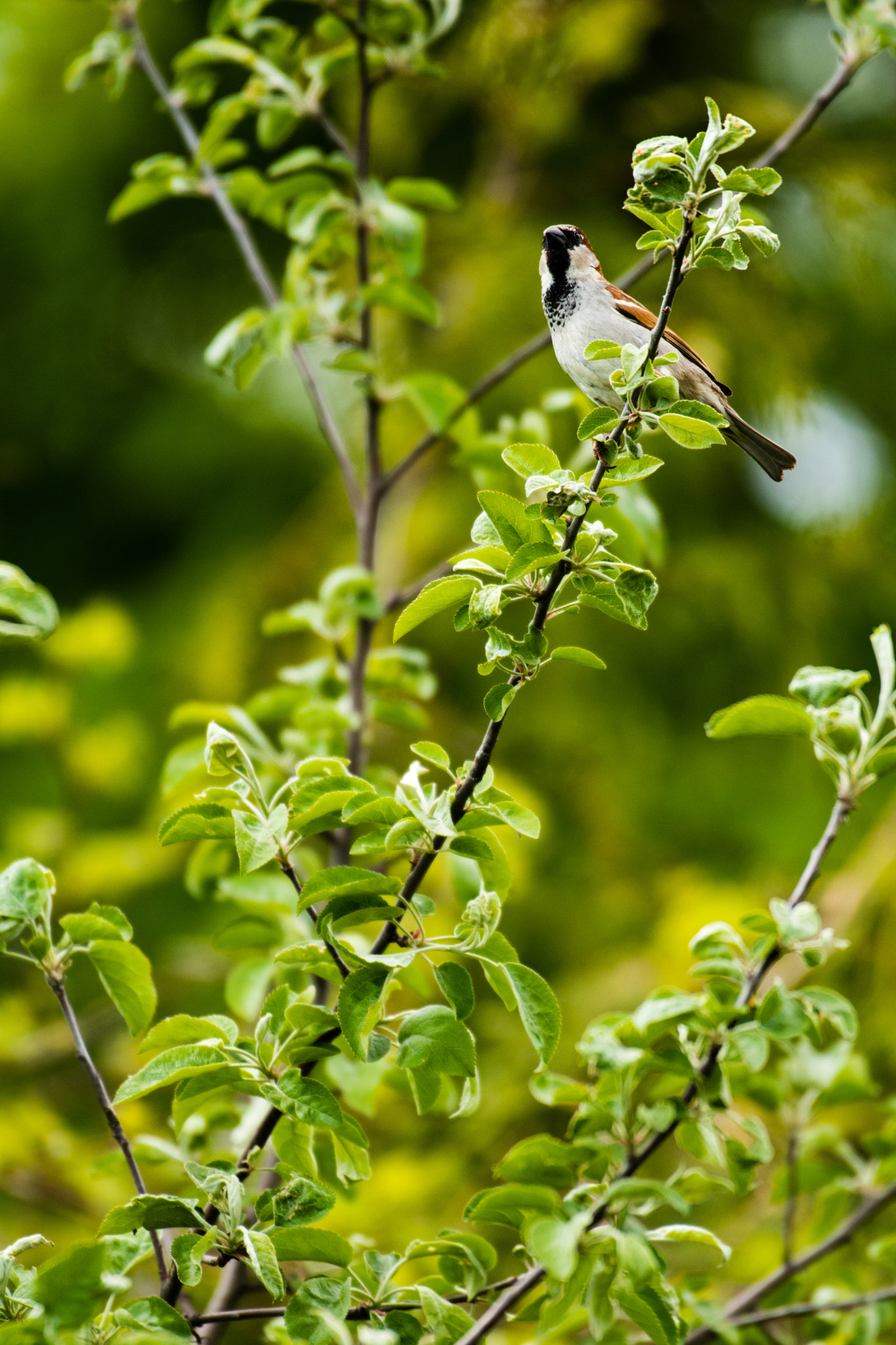 Nikon AF-S Nikkor 200-500mm F5.6E ED VR sample photo. Bird in tree photography