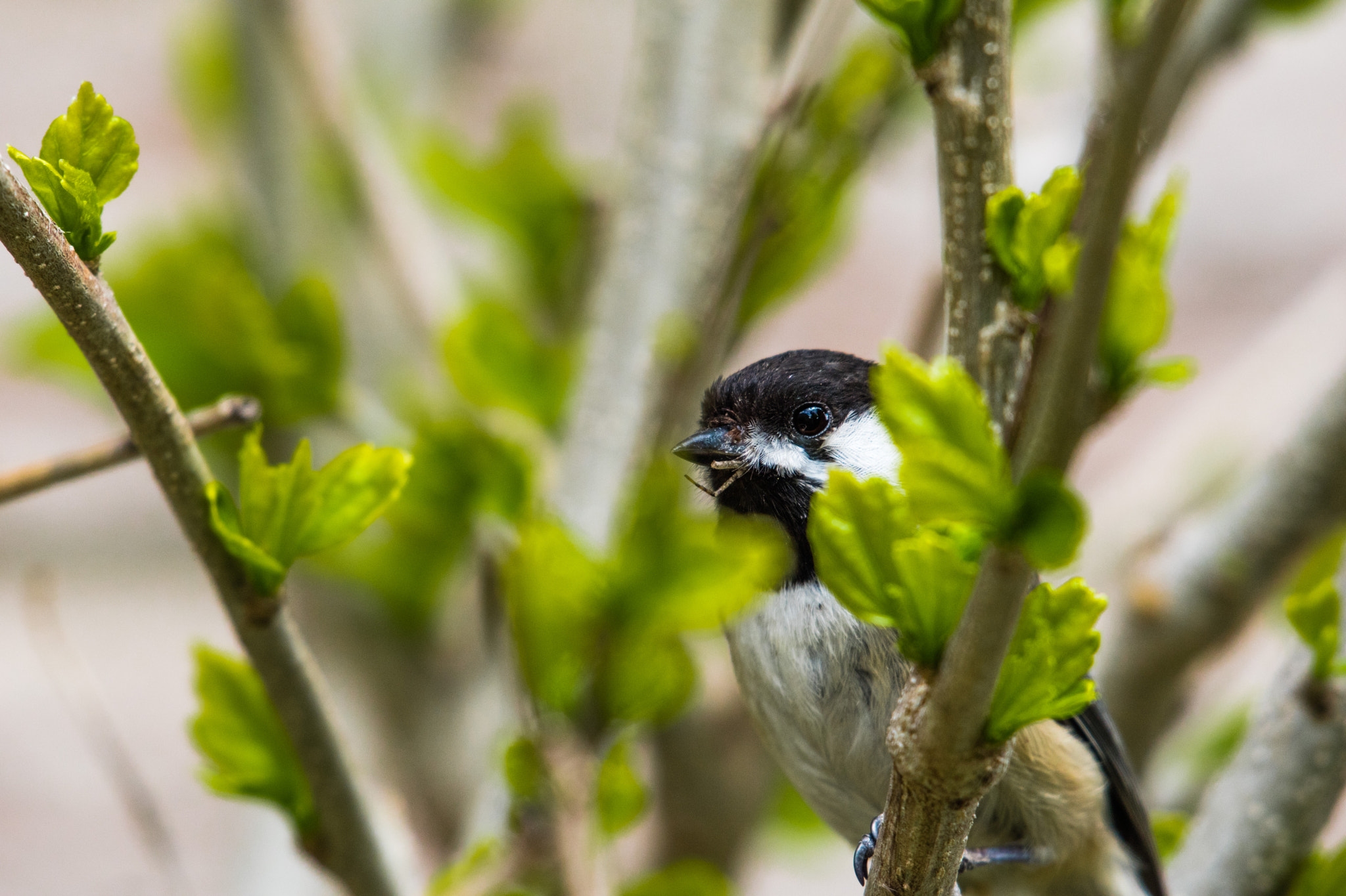 Nikon AF-S Nikkor 200-500mm F5.6E ED VR sample photo. Bringing back food photography