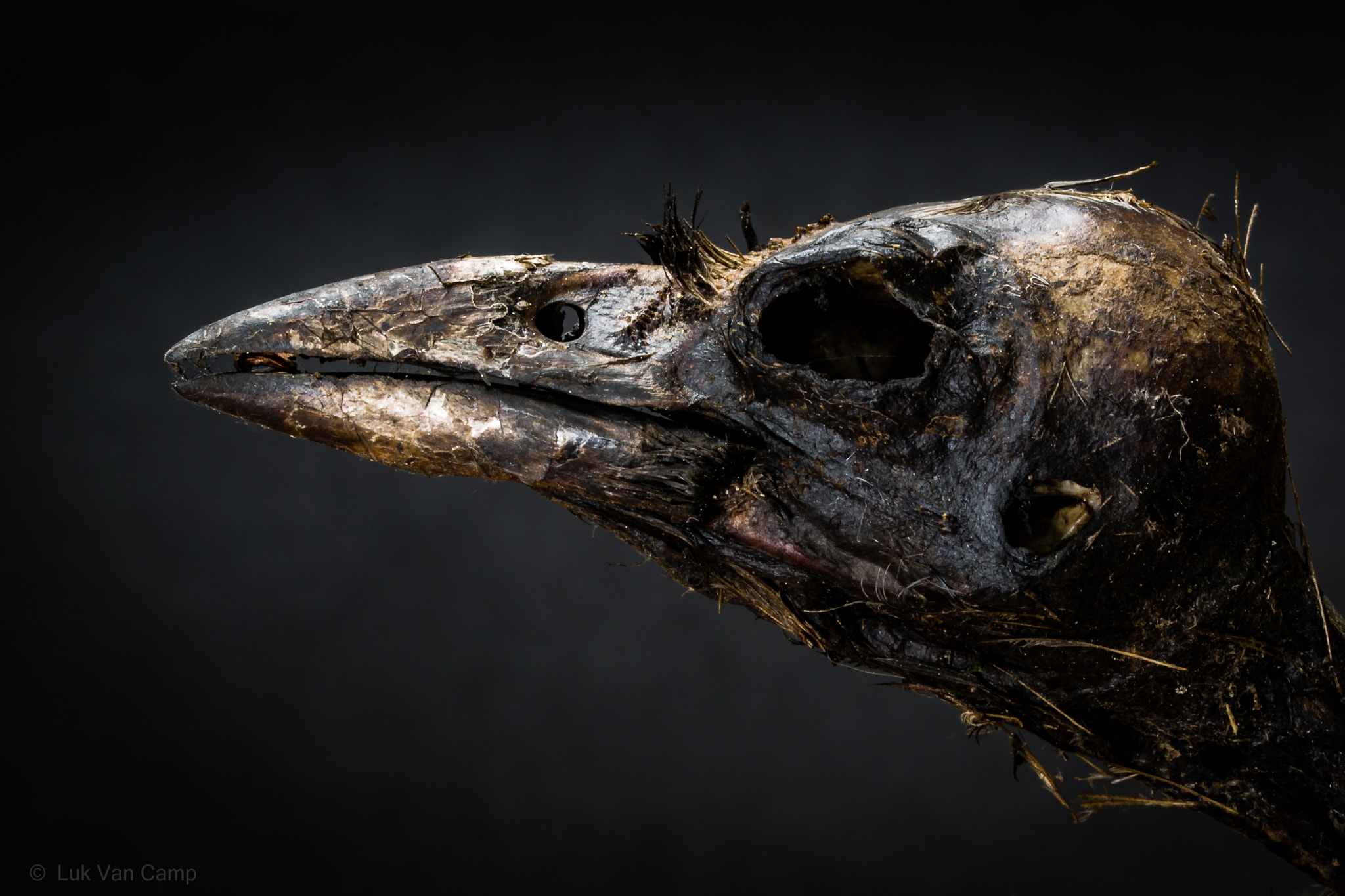 Nikon D3100 sample photo. Skull jackdaw photography