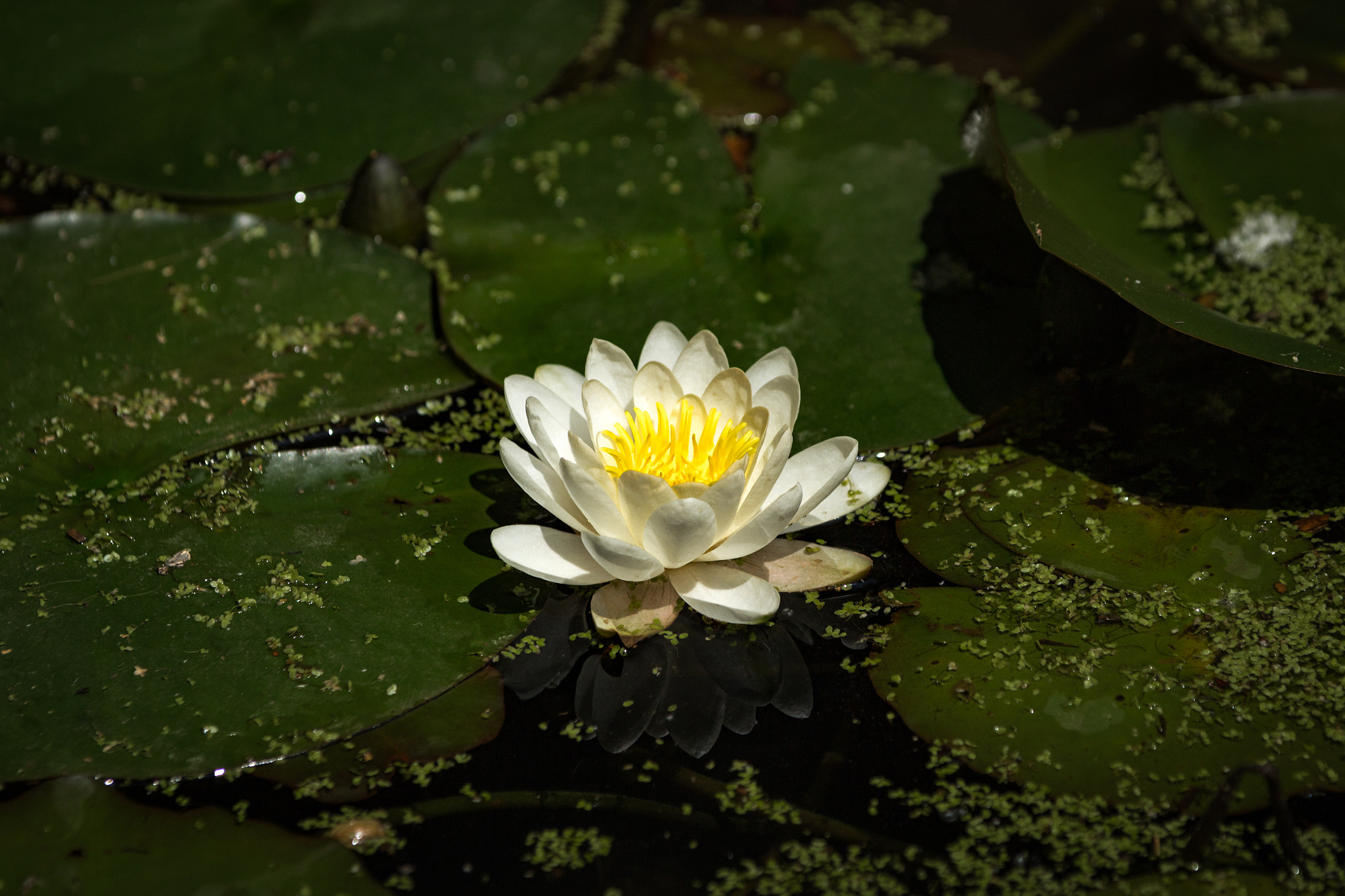 Sigma 70-200mm F2.8 EX DG OS HSM sample photo. Water lotus photography