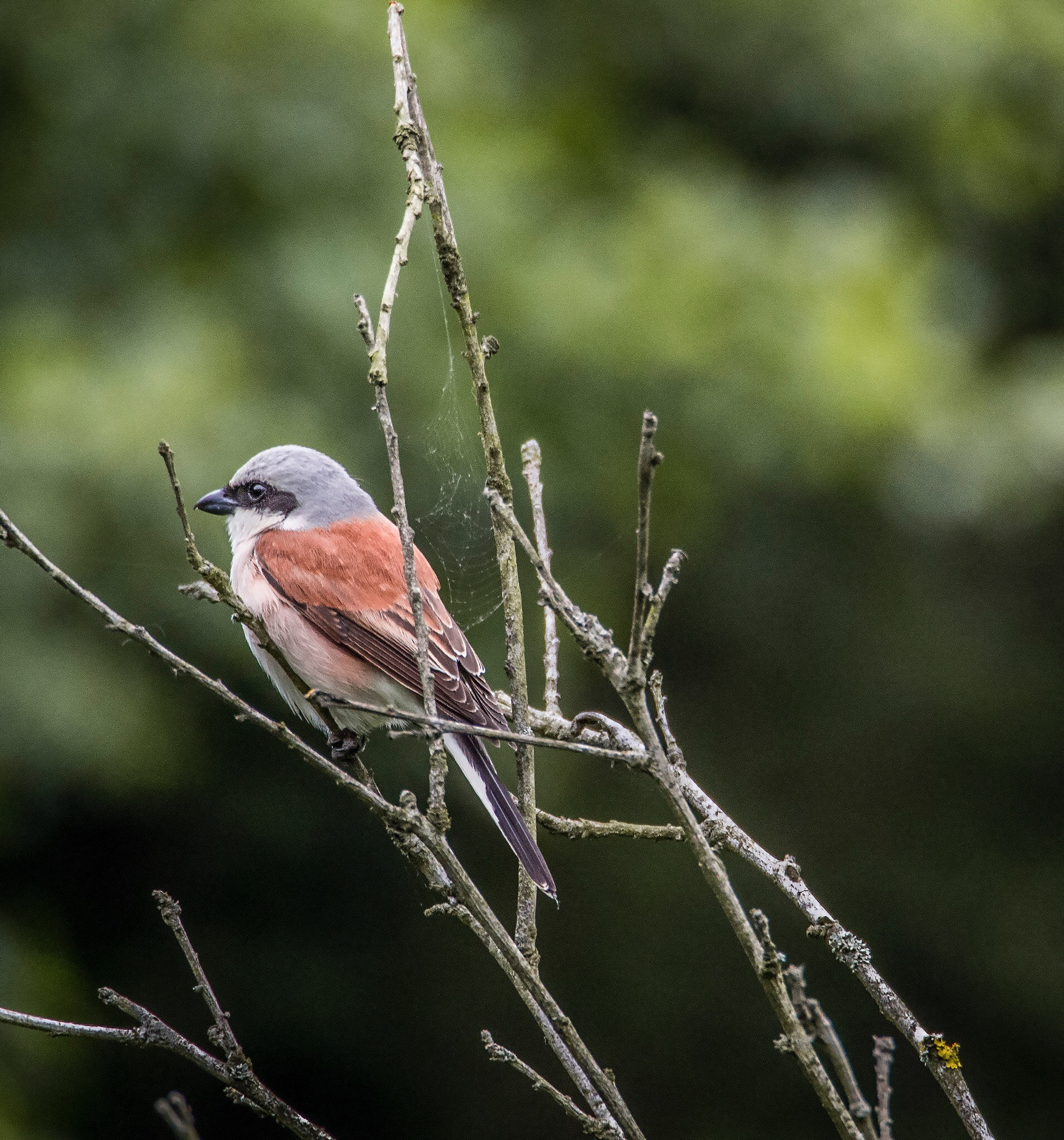 Olympus OM-D E-M10 sample photo. Birdy photography