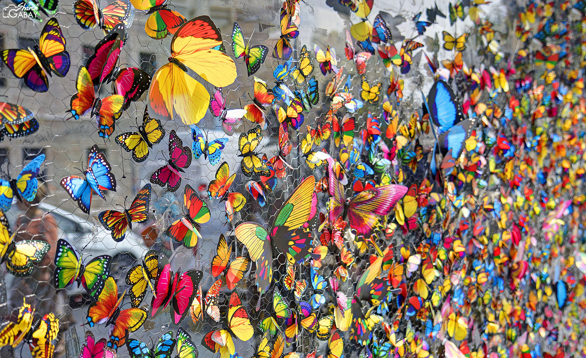 Canon EF-S 17-55mm F2.8 IS USM sample photo. Butterfly photography
