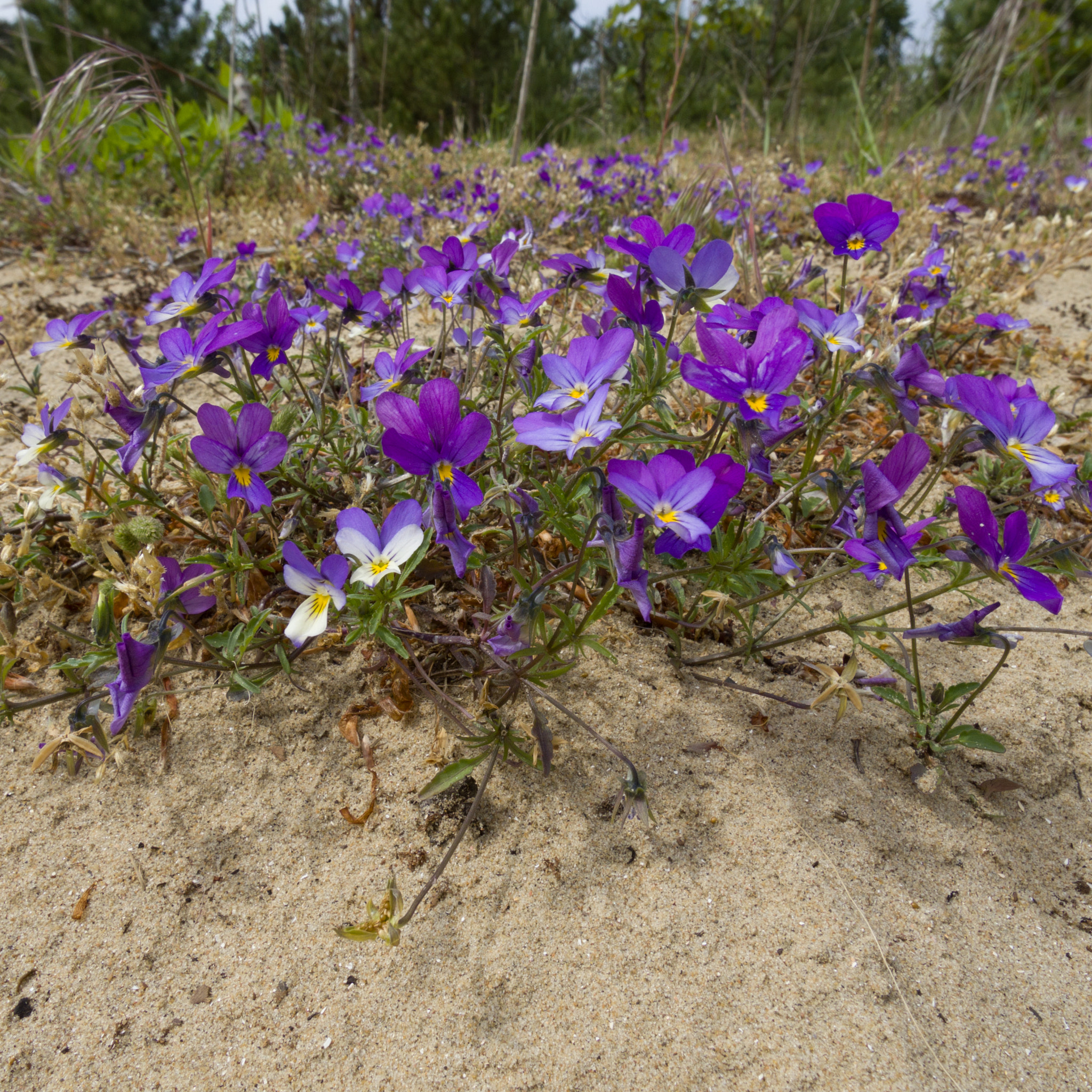 Pentax Q-S1 sample photo. Duinviooltje (viola curtisii) photography