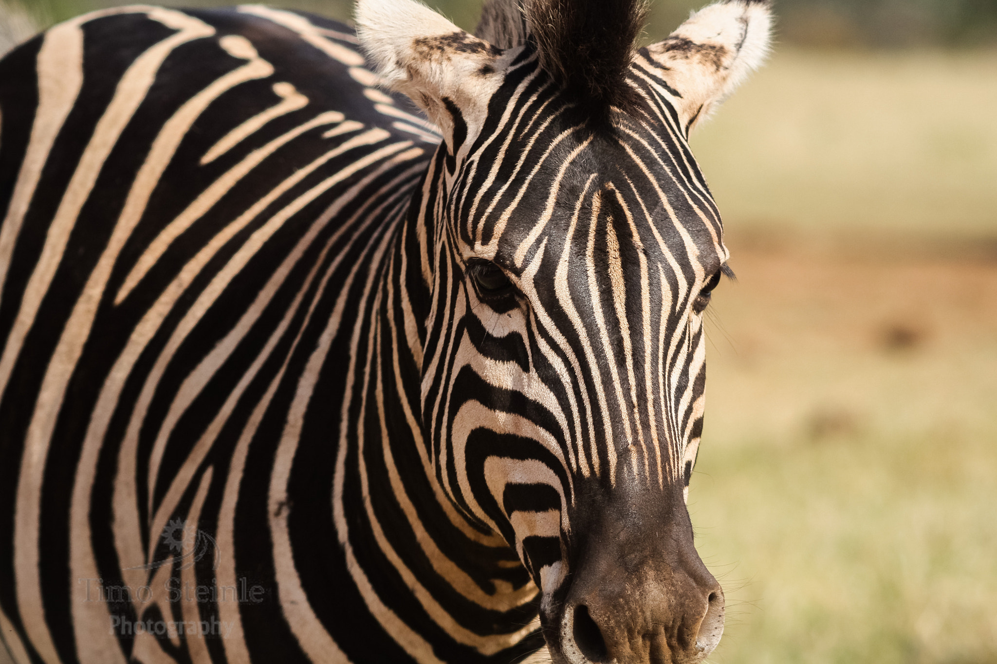 Canon EF 70-200mm F2.8L USM sample photo. Zebra portrait photography