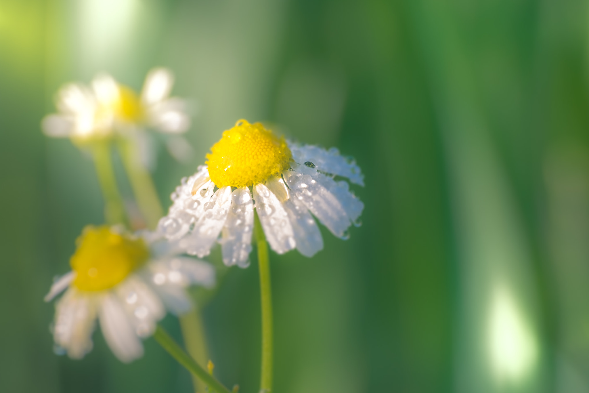 ZEISS Touit 50mm F2.8 sample photo. Half of a lemon photography
