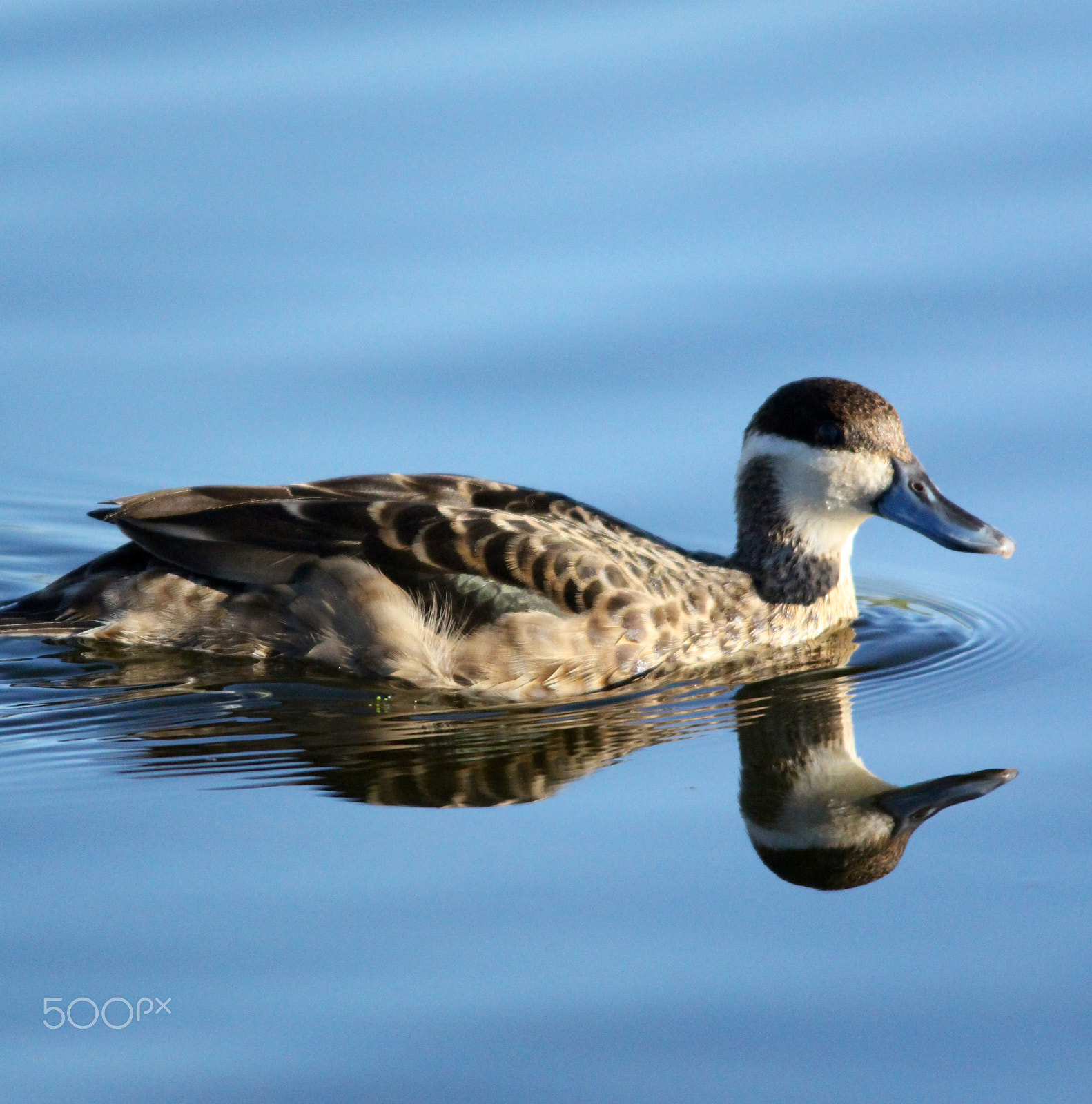 Sigma 150-500mm F5-6.3 DG OS HSM sample photo. Hottentot teal in the blue photography