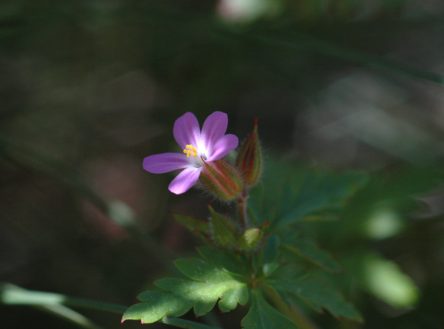 Sigma Macro 90mm F2.8 sample photo. A photography