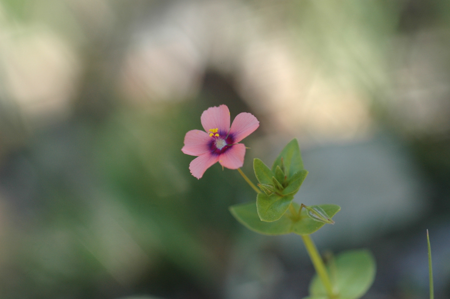 Nikon D70s + Sigma Macro 90mm F2.8 sample photo. A photography
