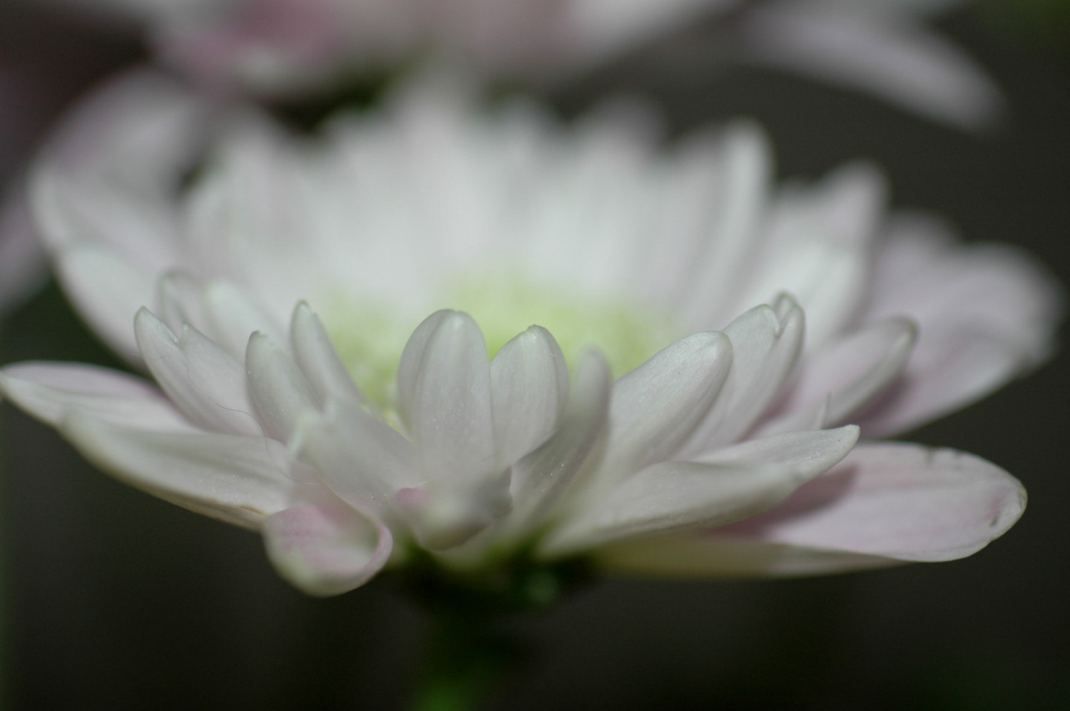 Nikon D70s + Sigma Macro 90mm F2.8 sample photo. A photography
