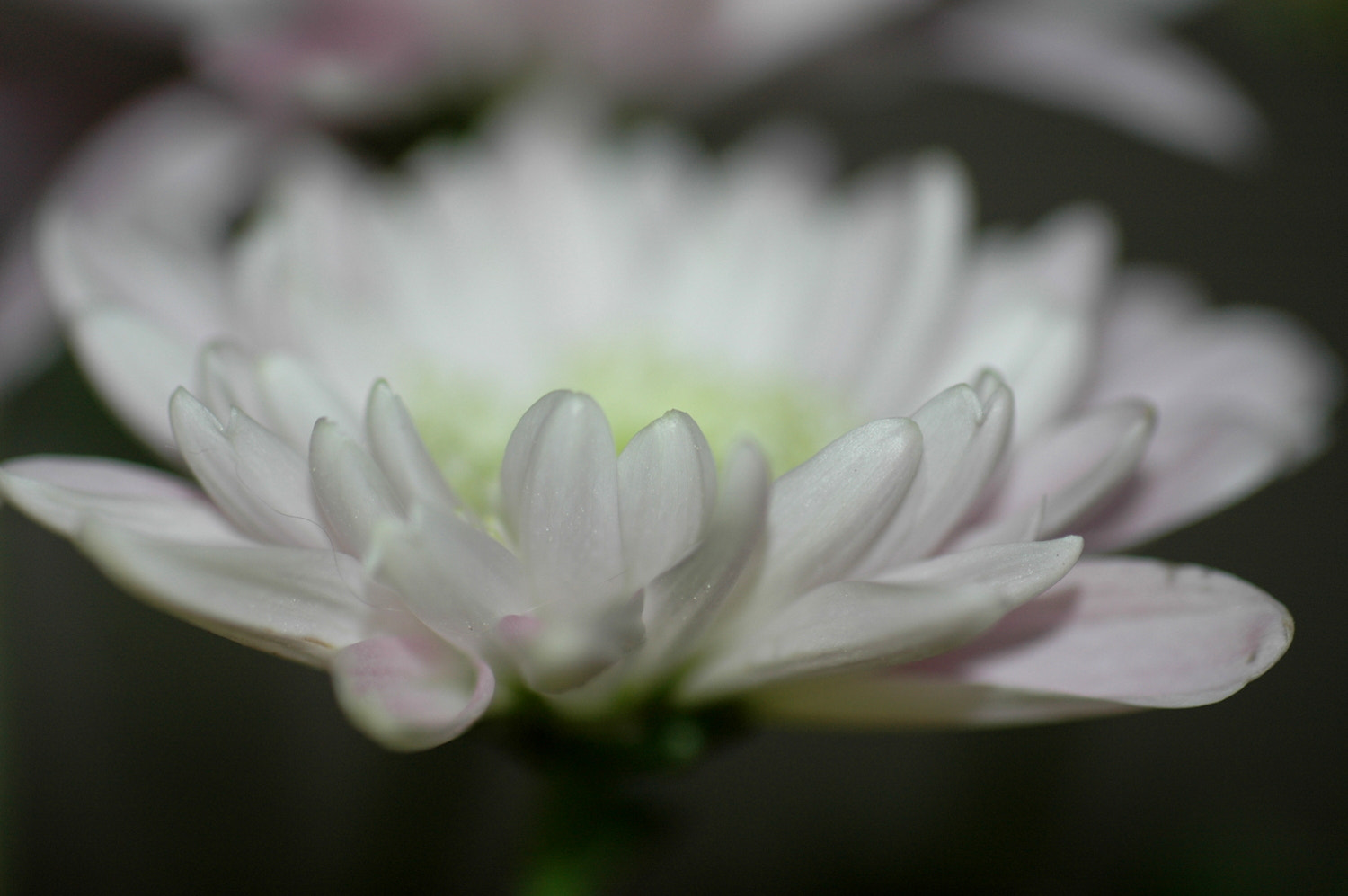 Sigma Macro 90mm F2.8 sample photo. A photography