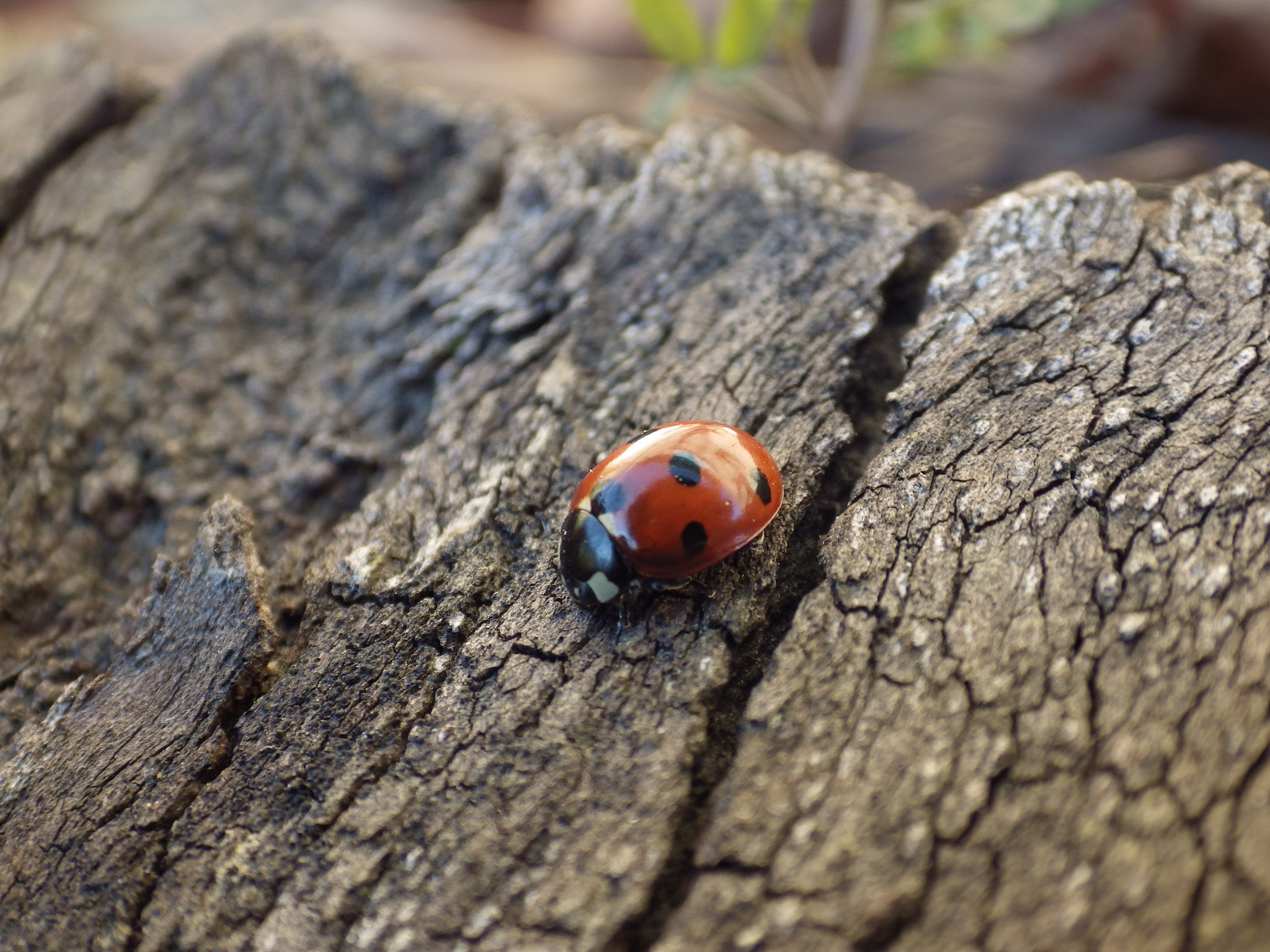Pentax X-5 sample photo. Red lady photography