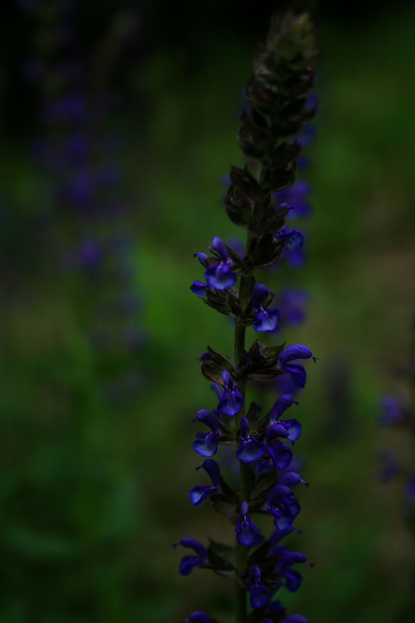 Canon EF-S 18-55mm F3.5-5.6 sample photo. Purple photography