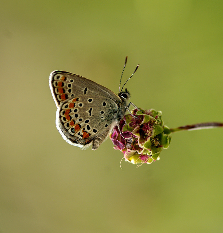 Pentax K20D + smc PENTAX-FA Macro 100mm F2.8 sample photo. Ynk photography