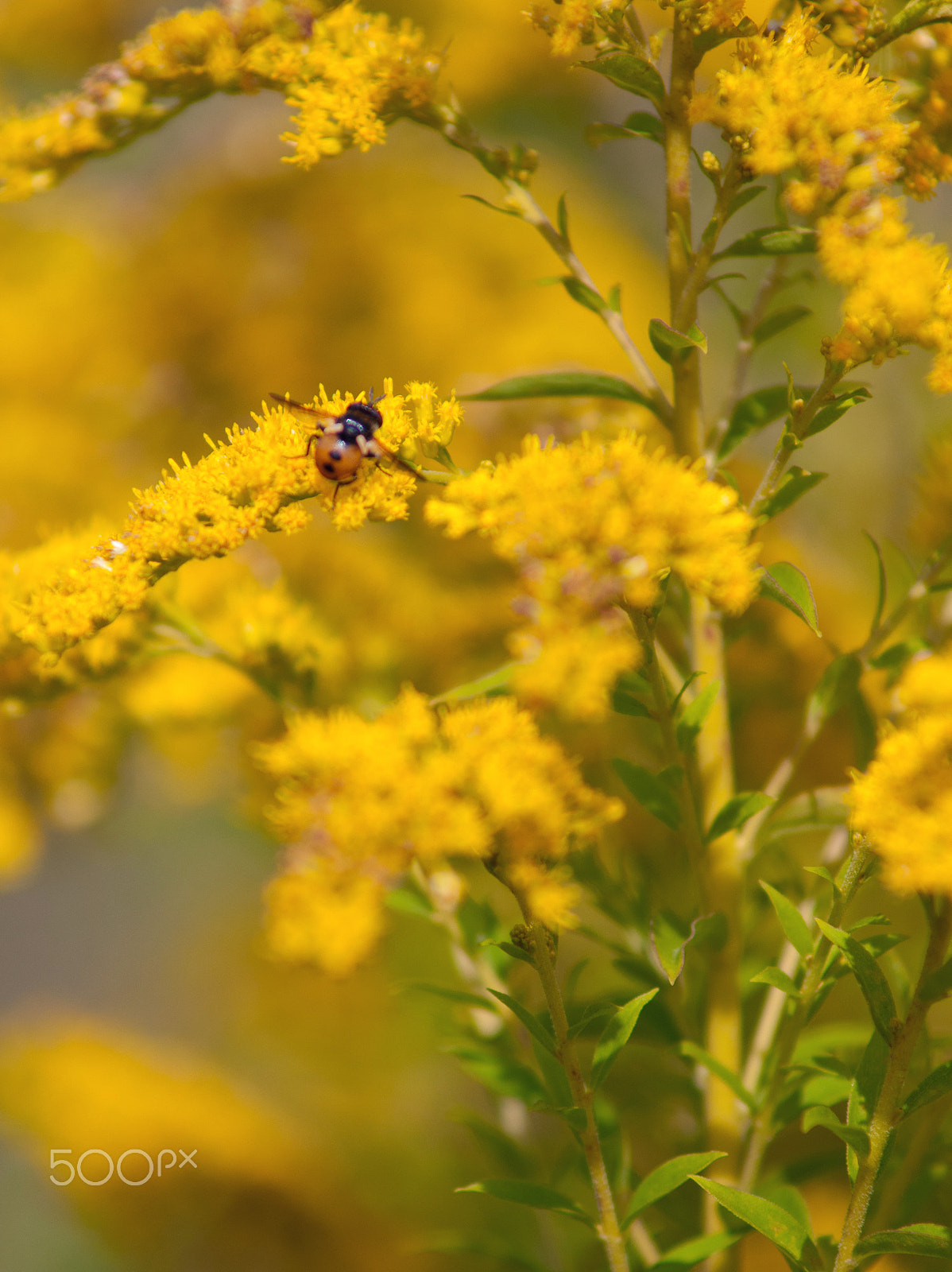 Nikon D300S + AF Zoom-Nikkor 70-210mm f/4 sample photo. *** photography
