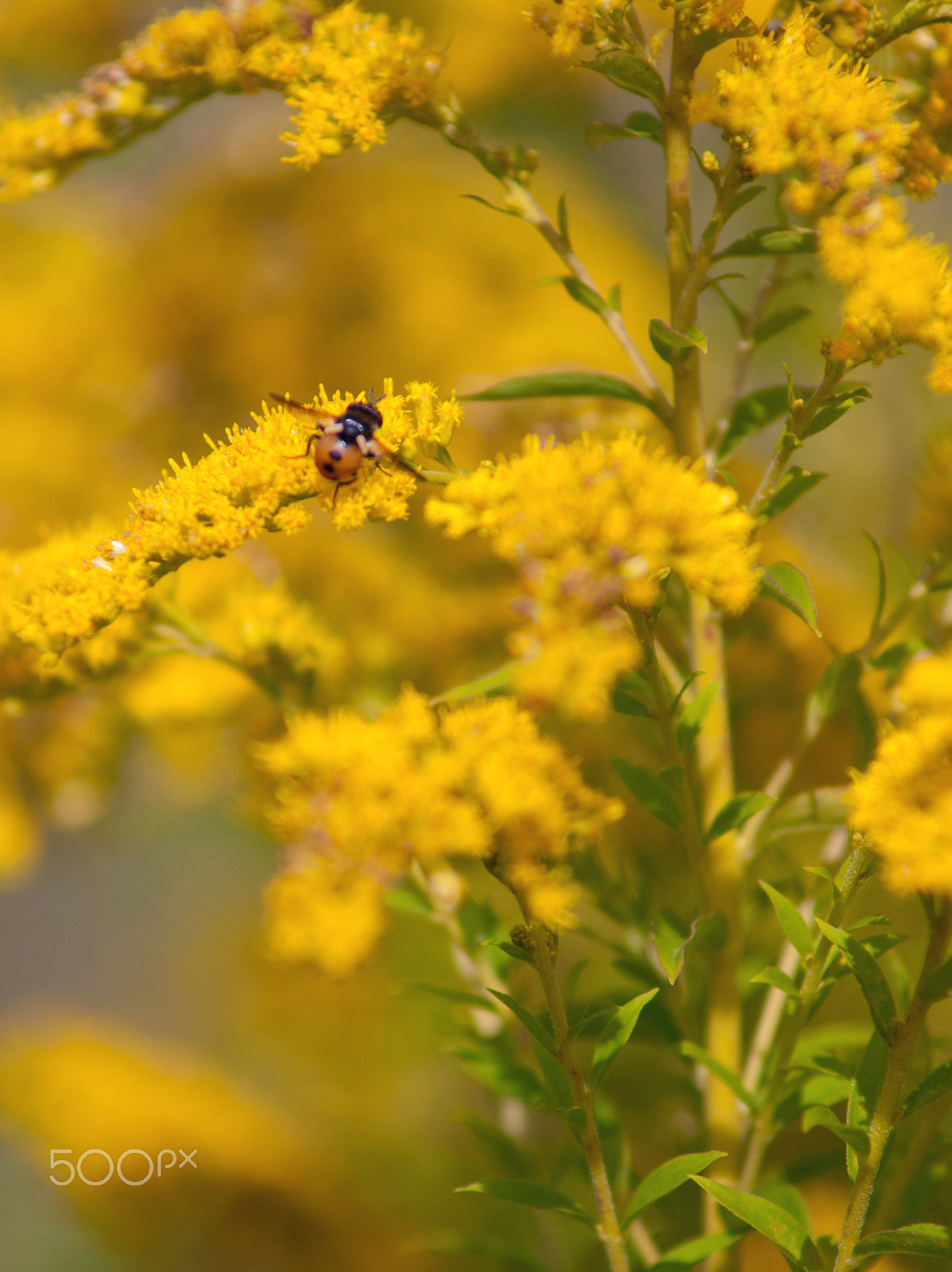 Nikon D300S + AF Zoom-Nikkor 70-210mm f/4 sample photo. *** photography