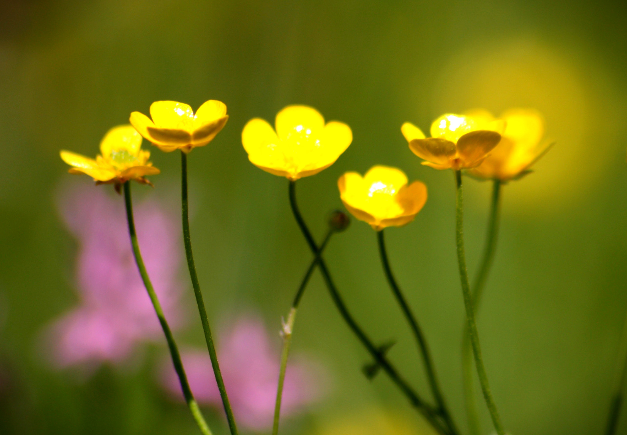 Sigma 70-300mm F4-5.6 APO DG Macro sample photo. Buttercup photography