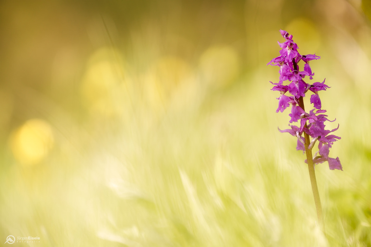 70-300mm F4-5.6 OSS sample photo. Kleines knabenkraut (orchis morio) photography