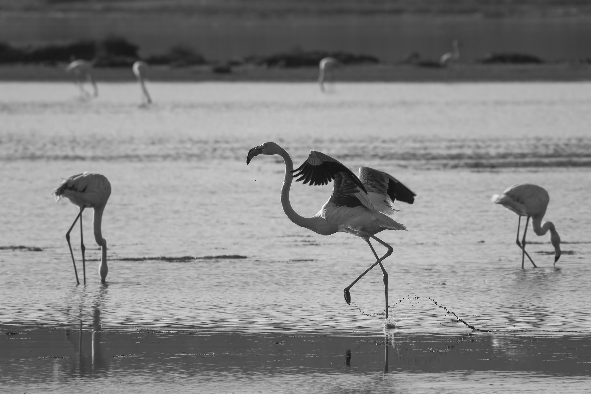 Sigma 50-500mm f/4-6.3 APO HSM EX sample photo. ..three little birds.. photography