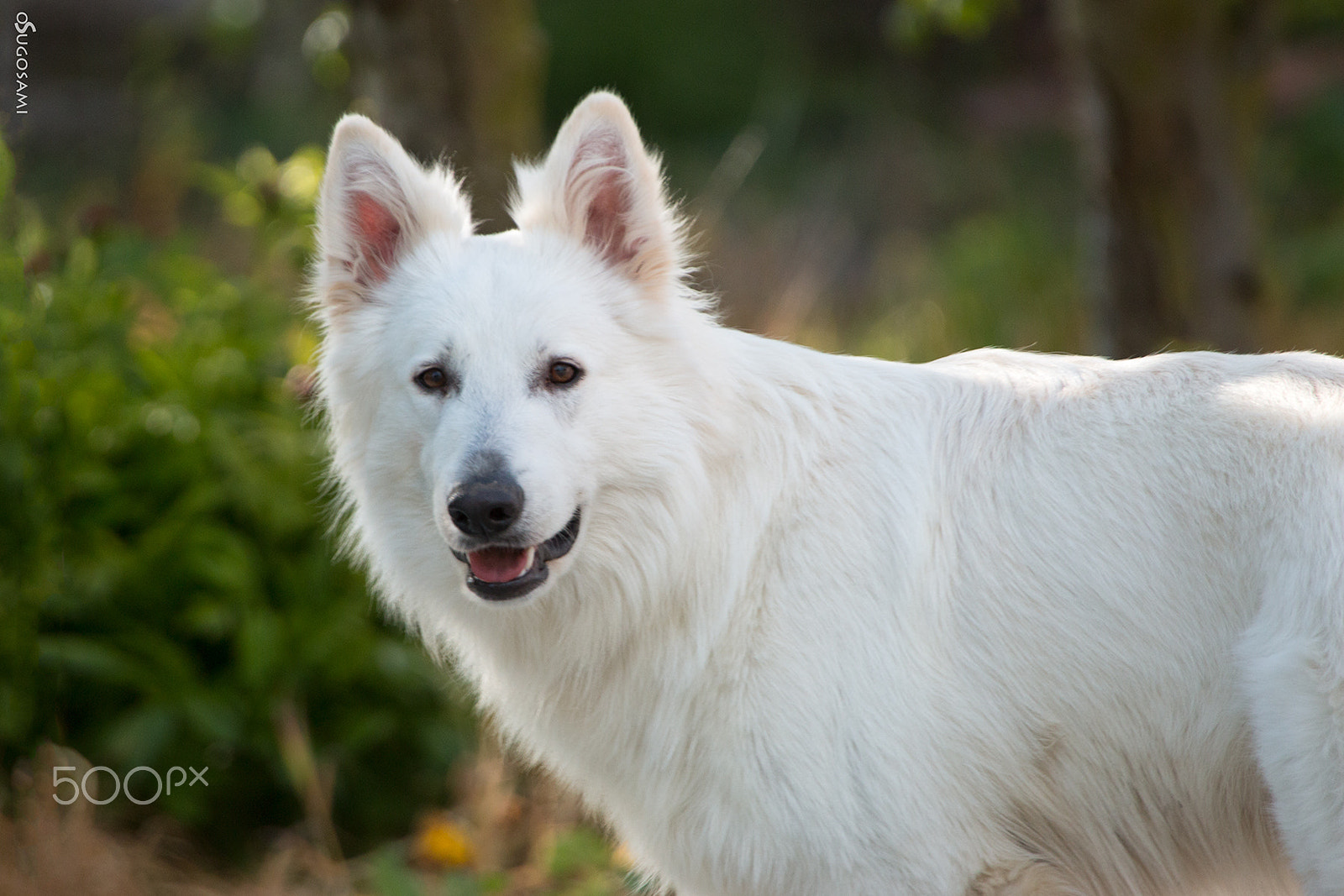 Sigma 50-500mm f/4-6.3 APO HSM EX sample photo. Yas photography