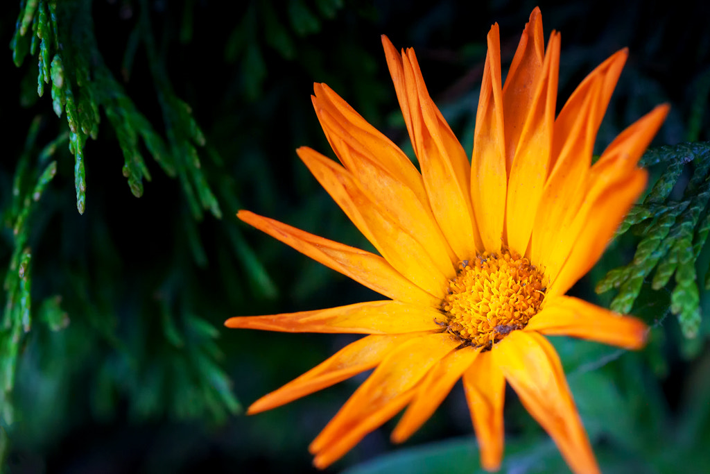 Canon EOS 50D + Canon EF 50mm F2.5 Macro sample photo. Explosion photography
