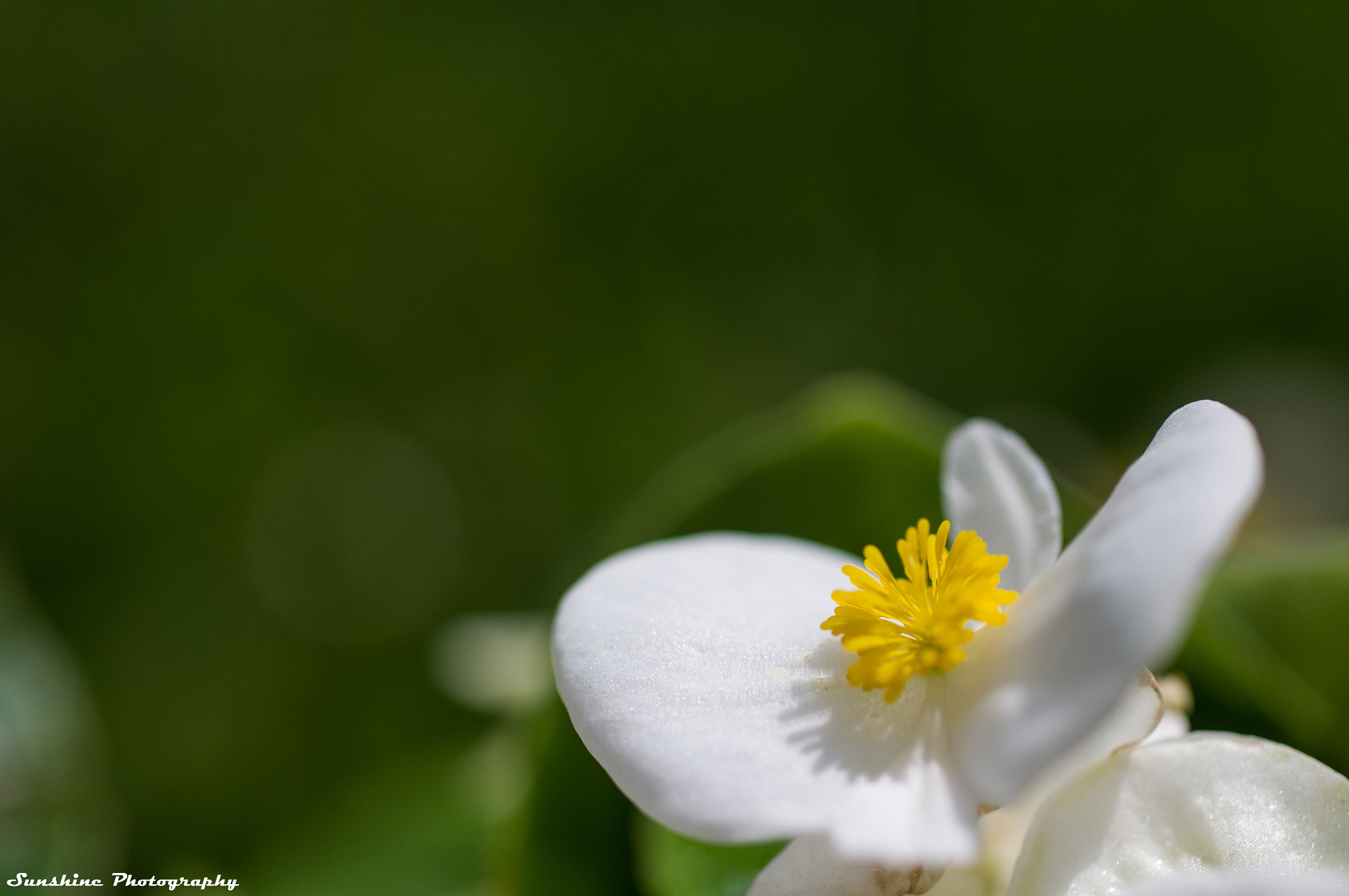 smc PENTAX-F MACRO 50mm F2.8 sample photo. _igp0676.jpg photography