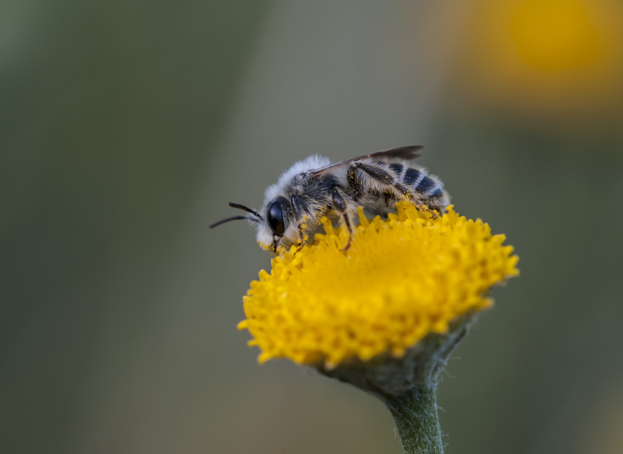 Sigma APO Macro 180mm F3.5 EX DG HSM sample photo. La abejita photography