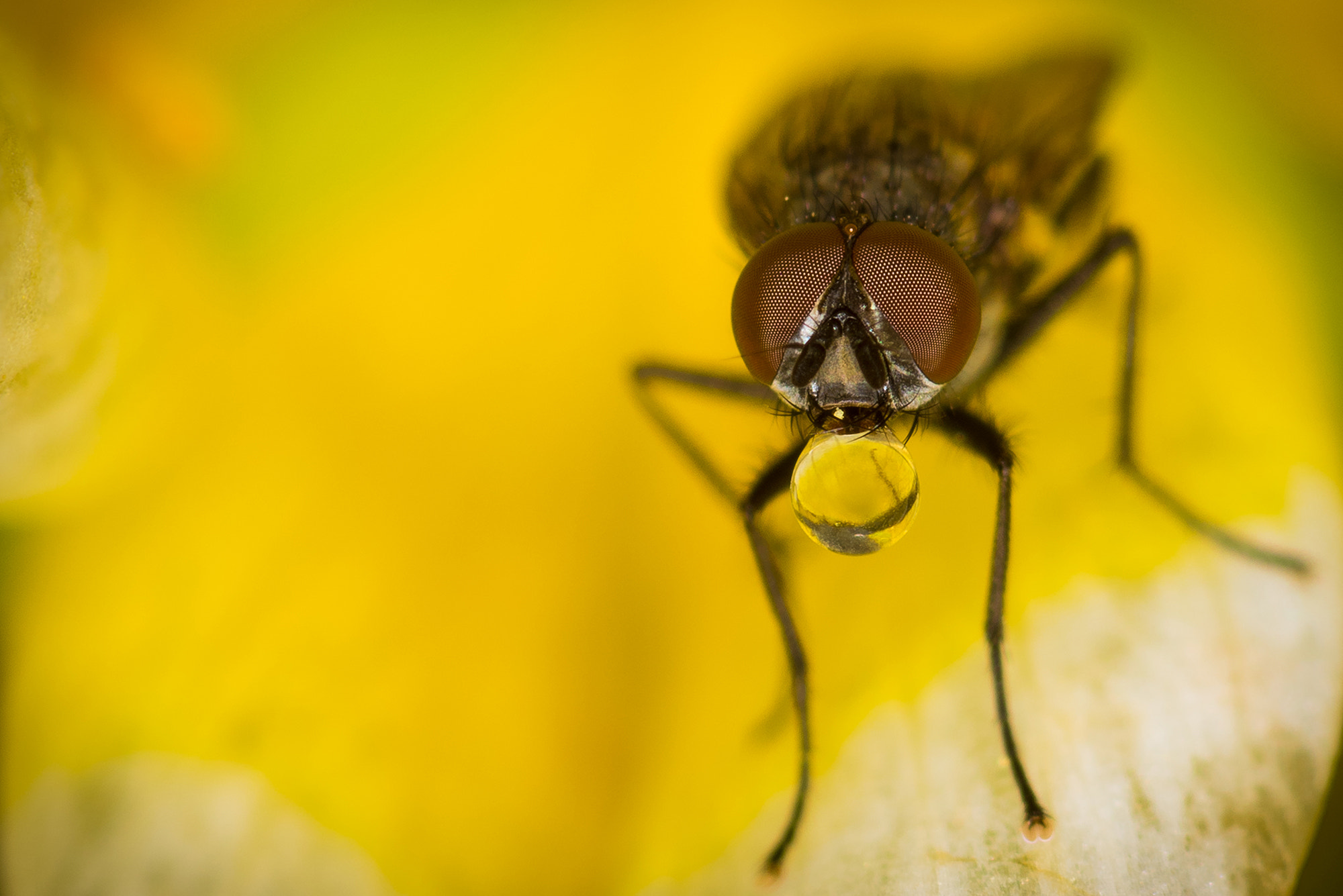 Nikon D810 + Nikon AF Micro-Nikkor 200mm F4D ED-IF sample photo. Do i have something on the face ? photography