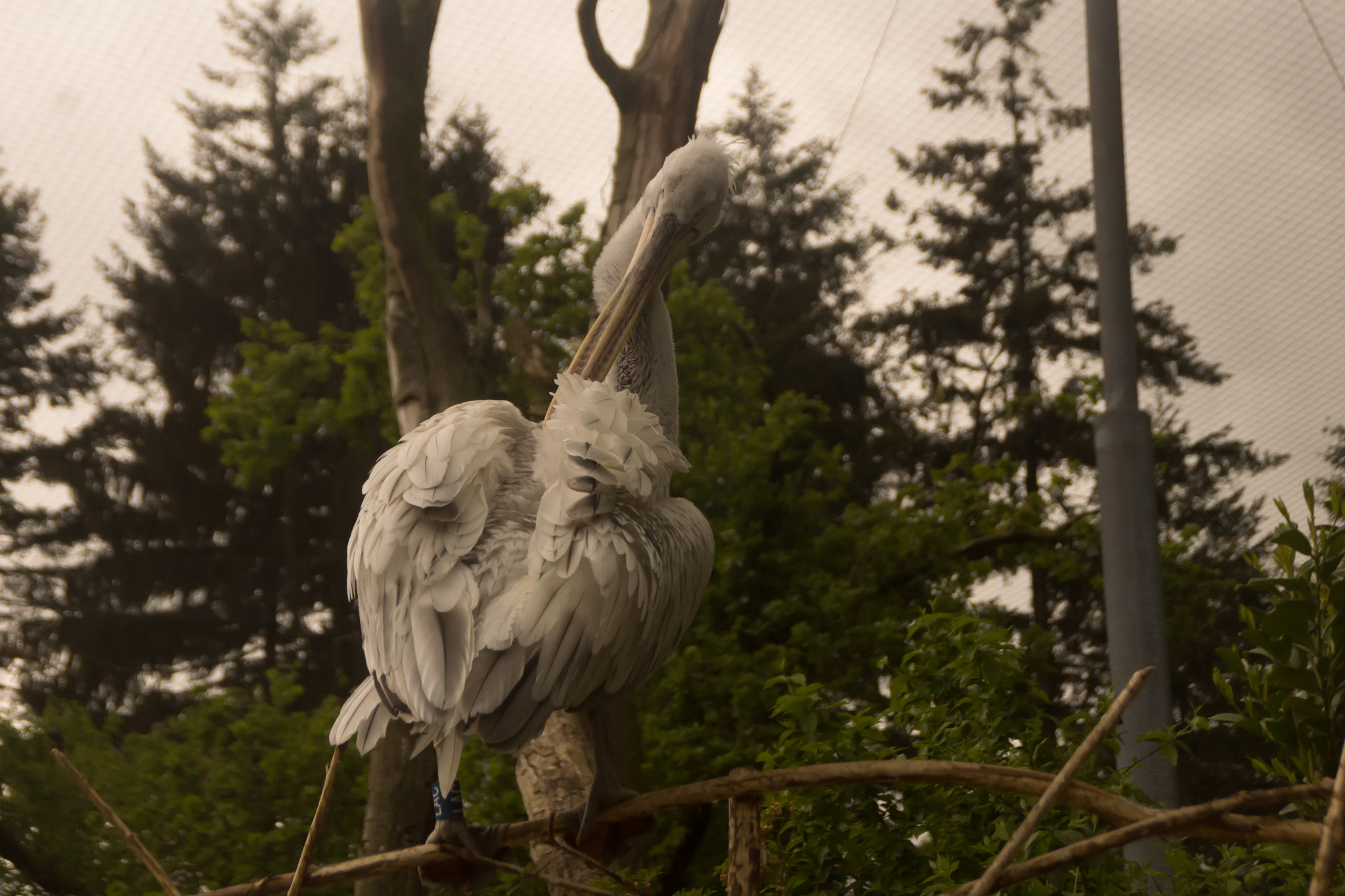 Sony SLT-A65 (SLT-A65V) + Tamron AF 28-105mm F4-5.6 [IF] sample photo. Vogel photography