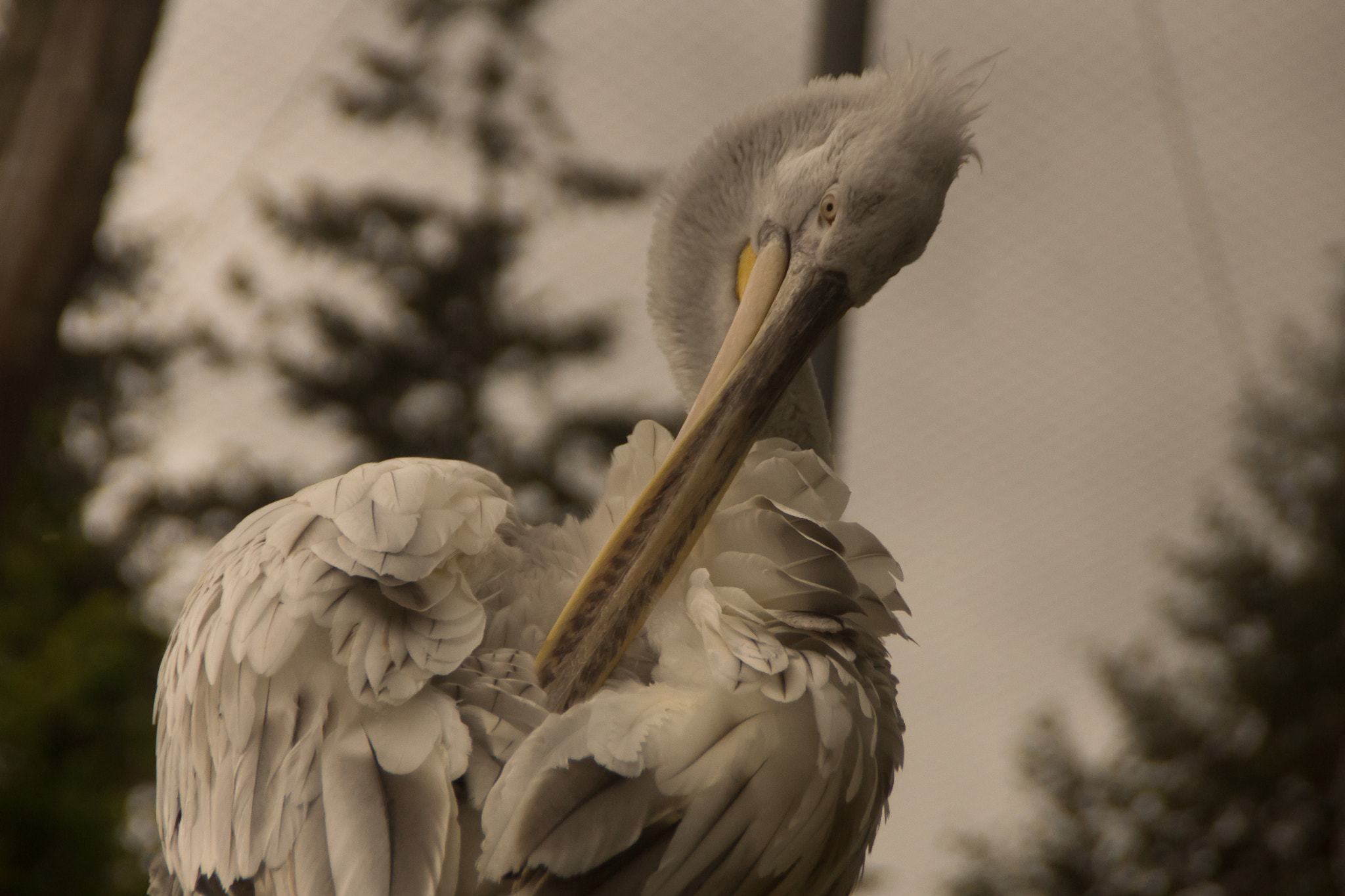 Sony SLT-A65 (SLT-A65V) sample photo. Vogel photography
