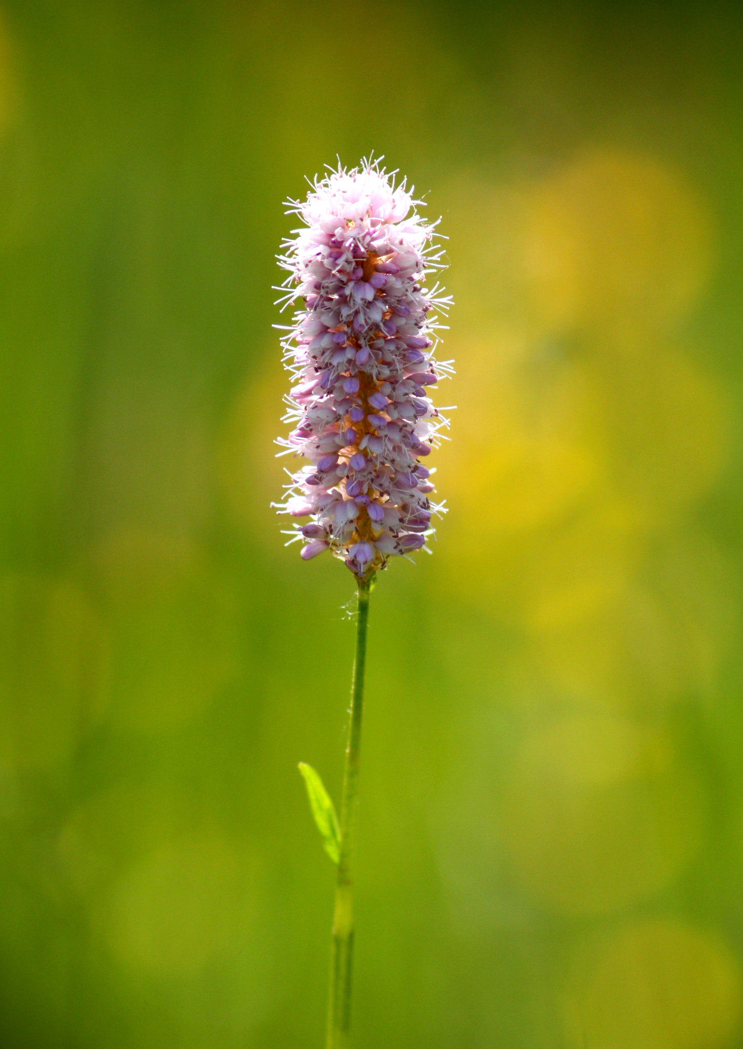 Sigma 70-300mm F4-5.6 APO DG Macro sample photo. Fluffy photography