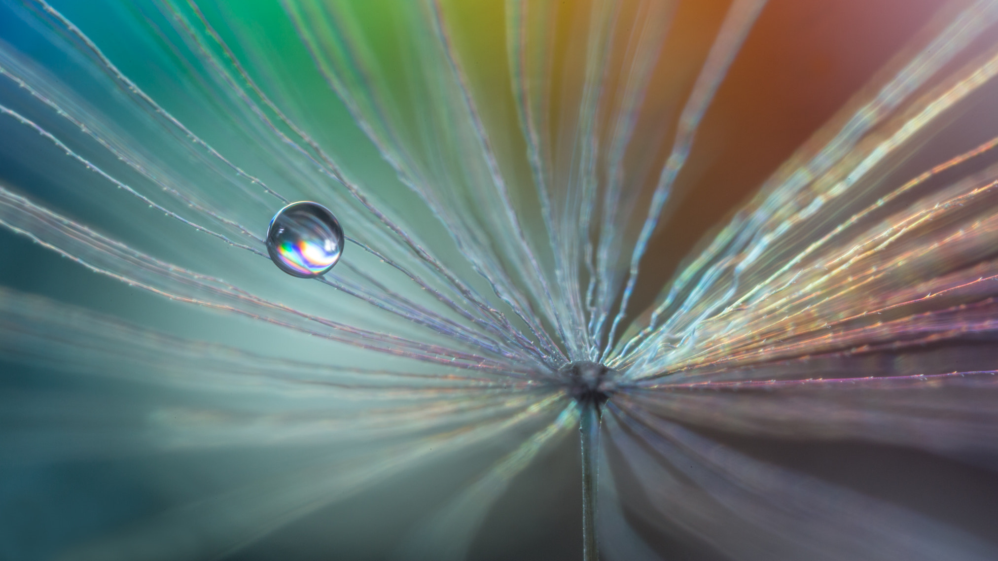 Canon MP-E 65mm F2.5 1-5x Macro Photo sample photo. Dandelion photography