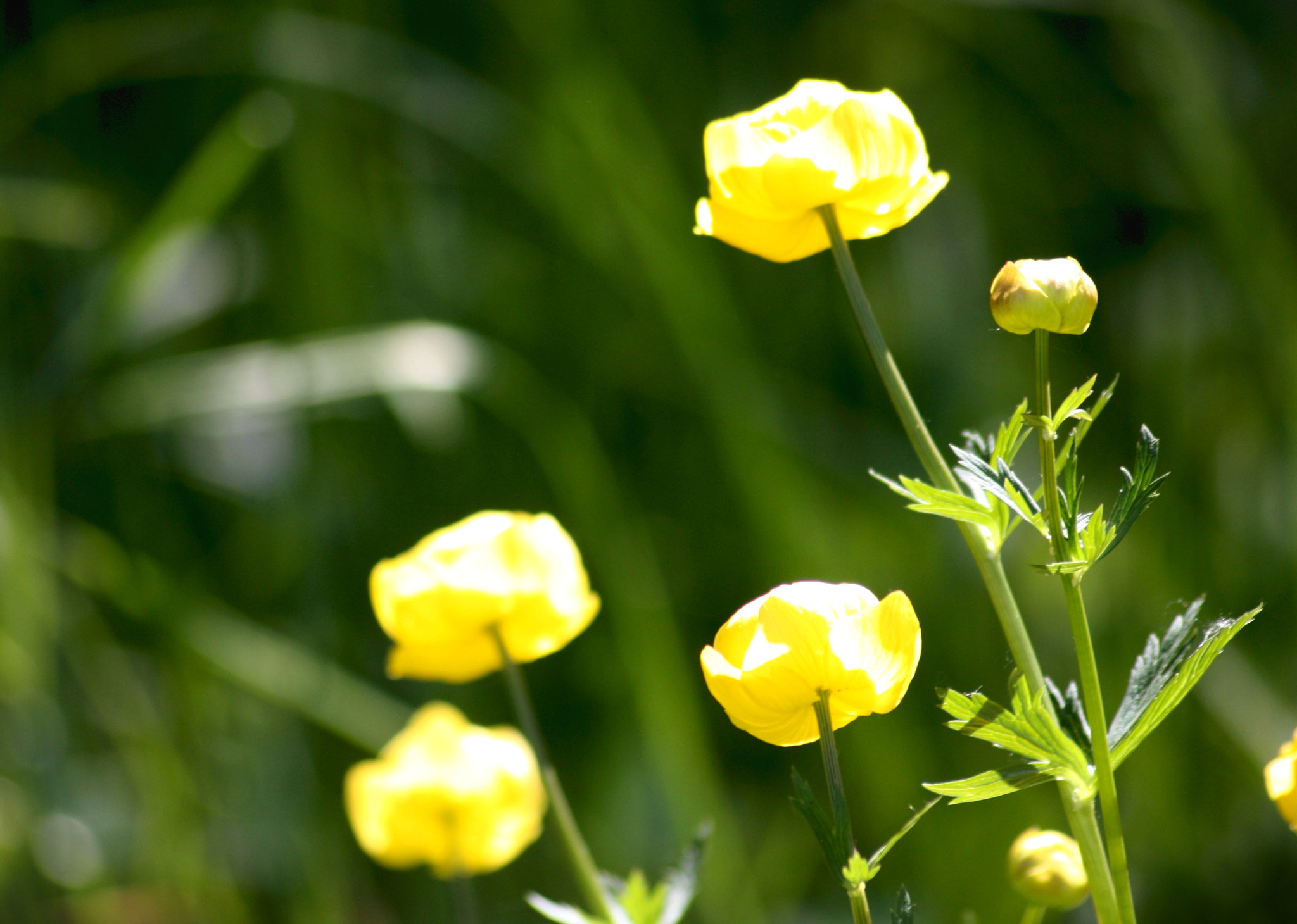 Sigma 70-300mm F4-5.6 APO DG Macro sample photo. Globe flower photography