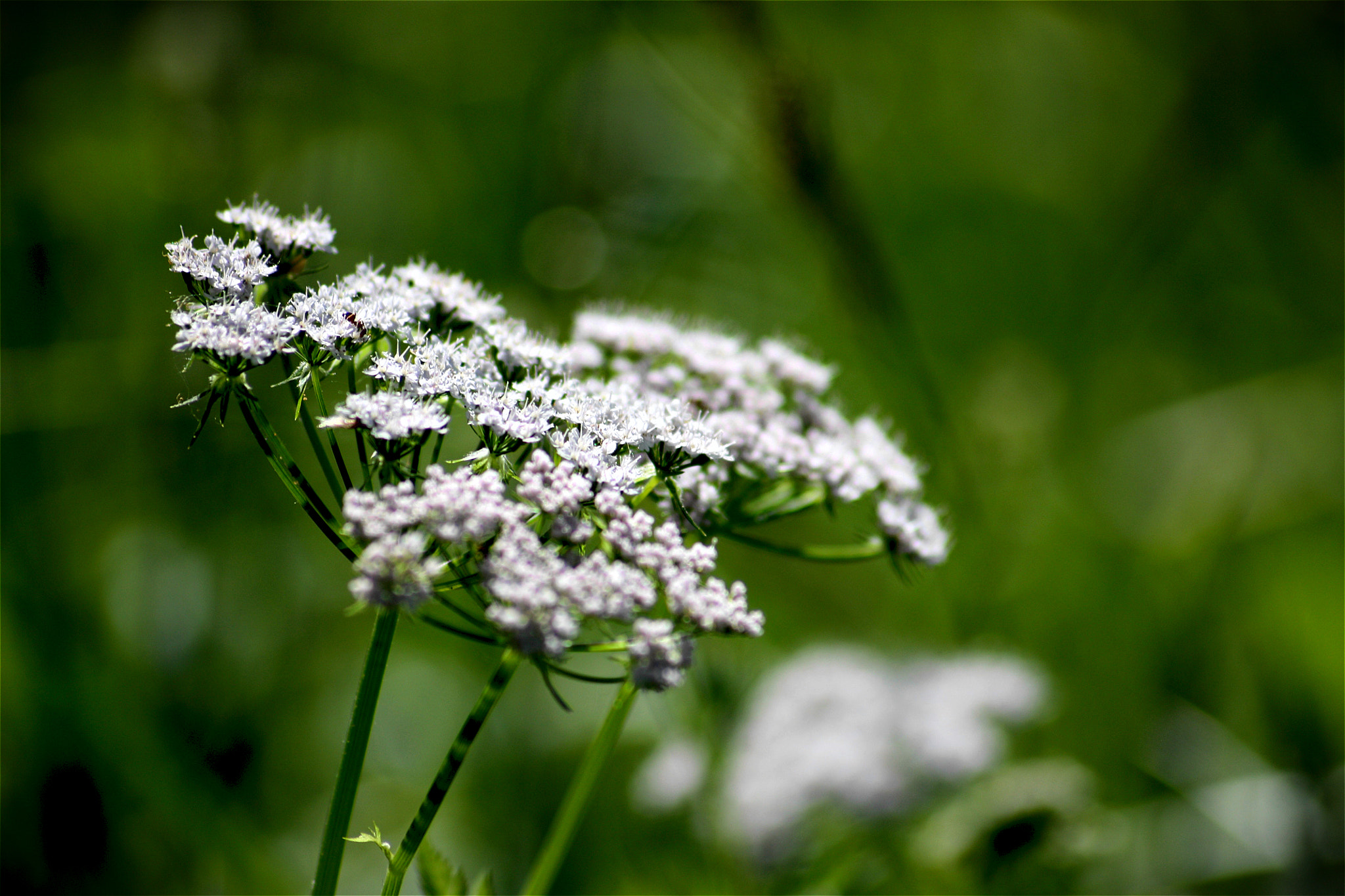 Sigma 70-300mm F4-5.6 APO DG Macro sample photo. Ground elder photography