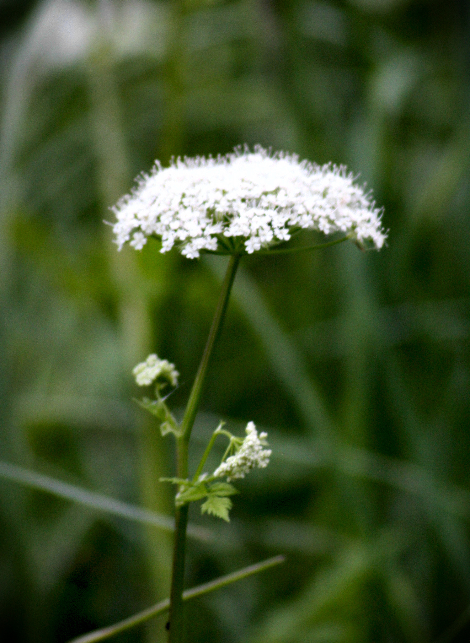 Sigma 70-300mm F4-5.6 APO DG Macro sample photo. Ground elder ii photography