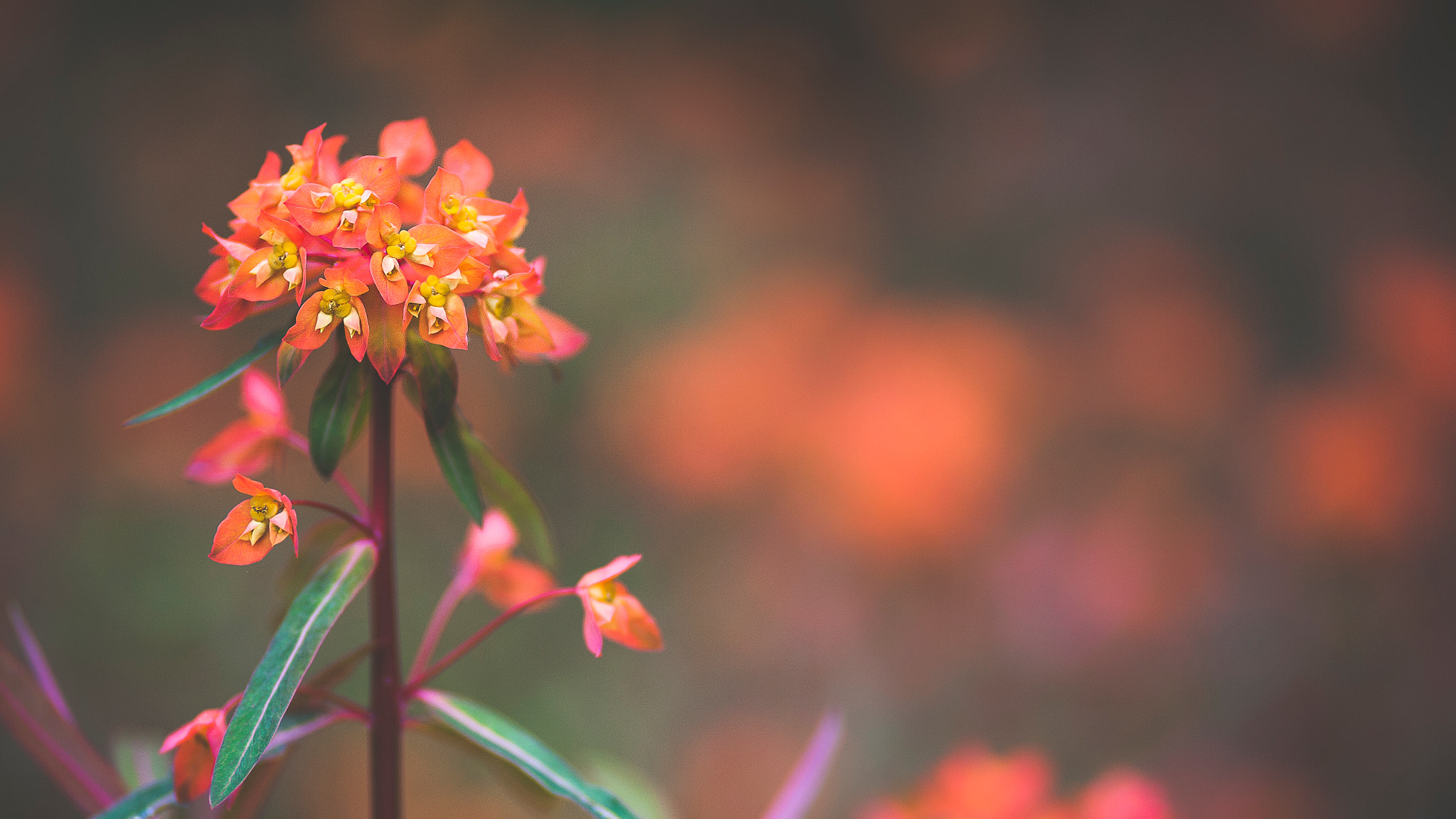 Canon EOS 5D + Canon EF 100mm F2.0 USM sample photo. * photography