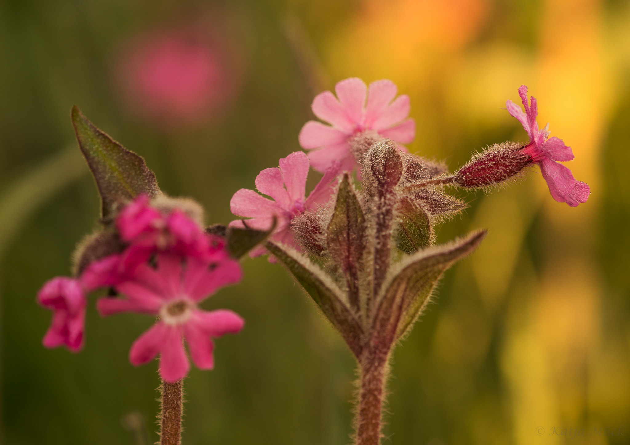 Sony SLT-A77 + 105mm F2.8 sample photo. Dewdrops photography